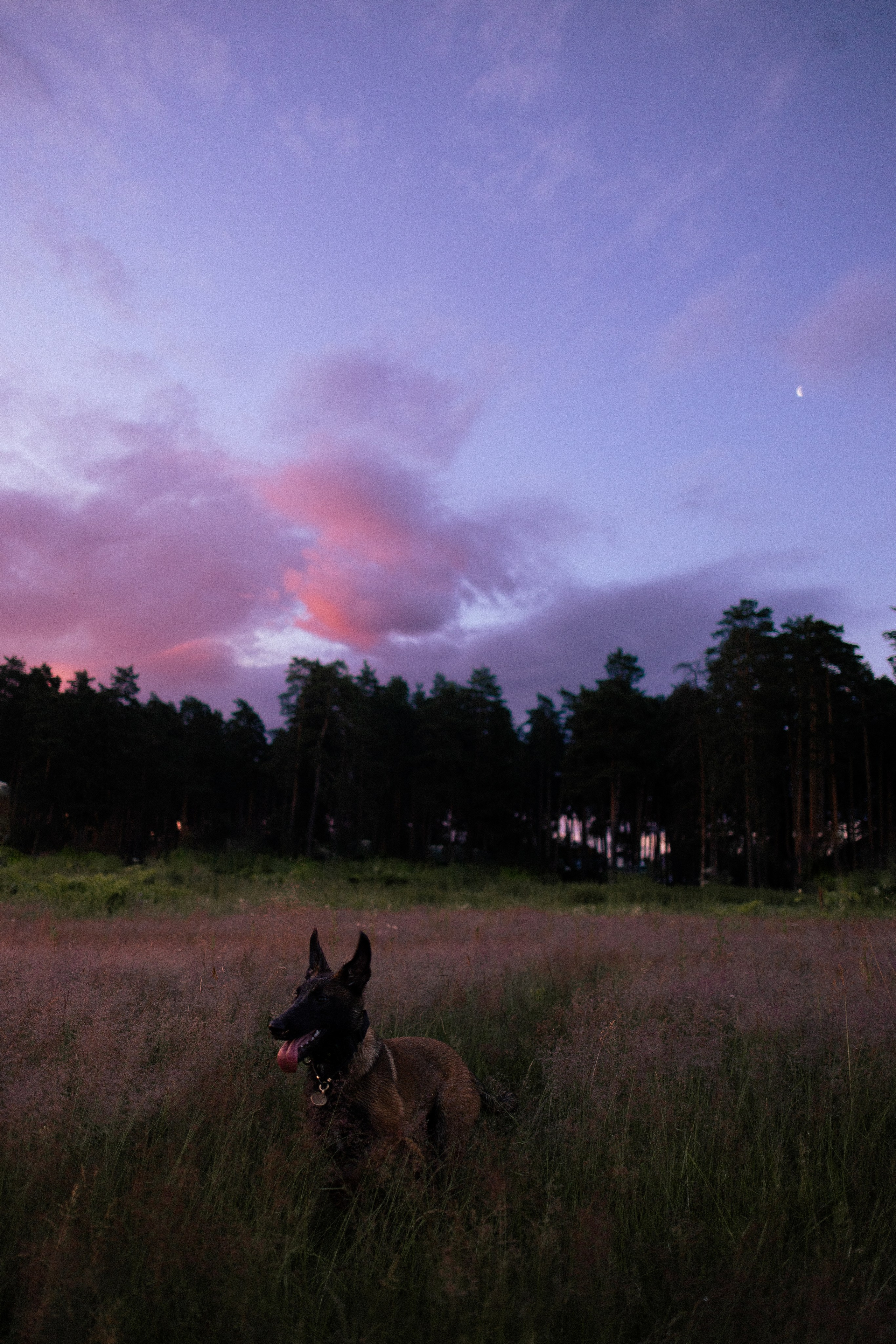 Галина и Лоя. Фотограф и видеограф анималист Аганина Дарья