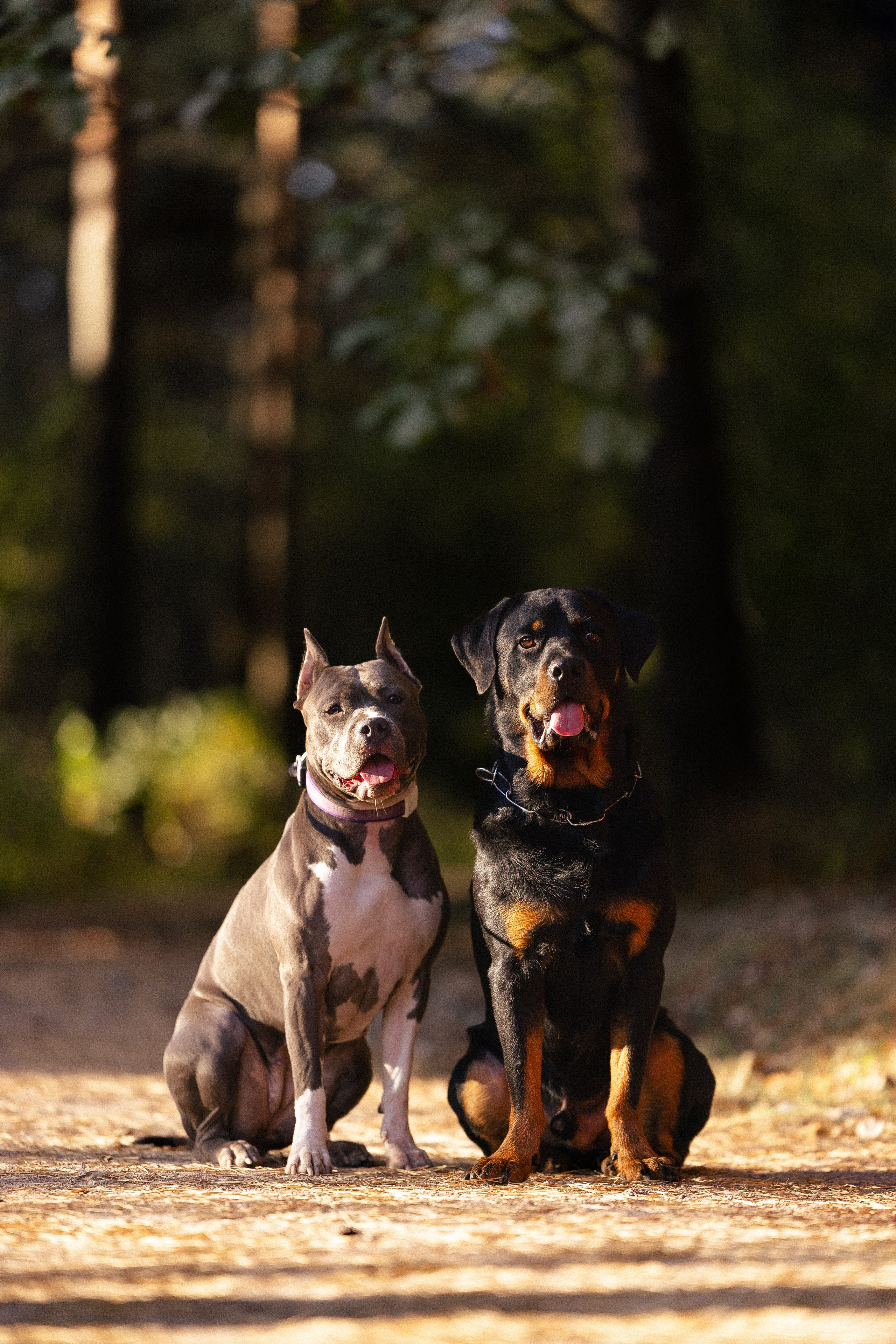Катя, Леша, Лея и Трой. Фотограф и видеограф анималист Аганина Дарья