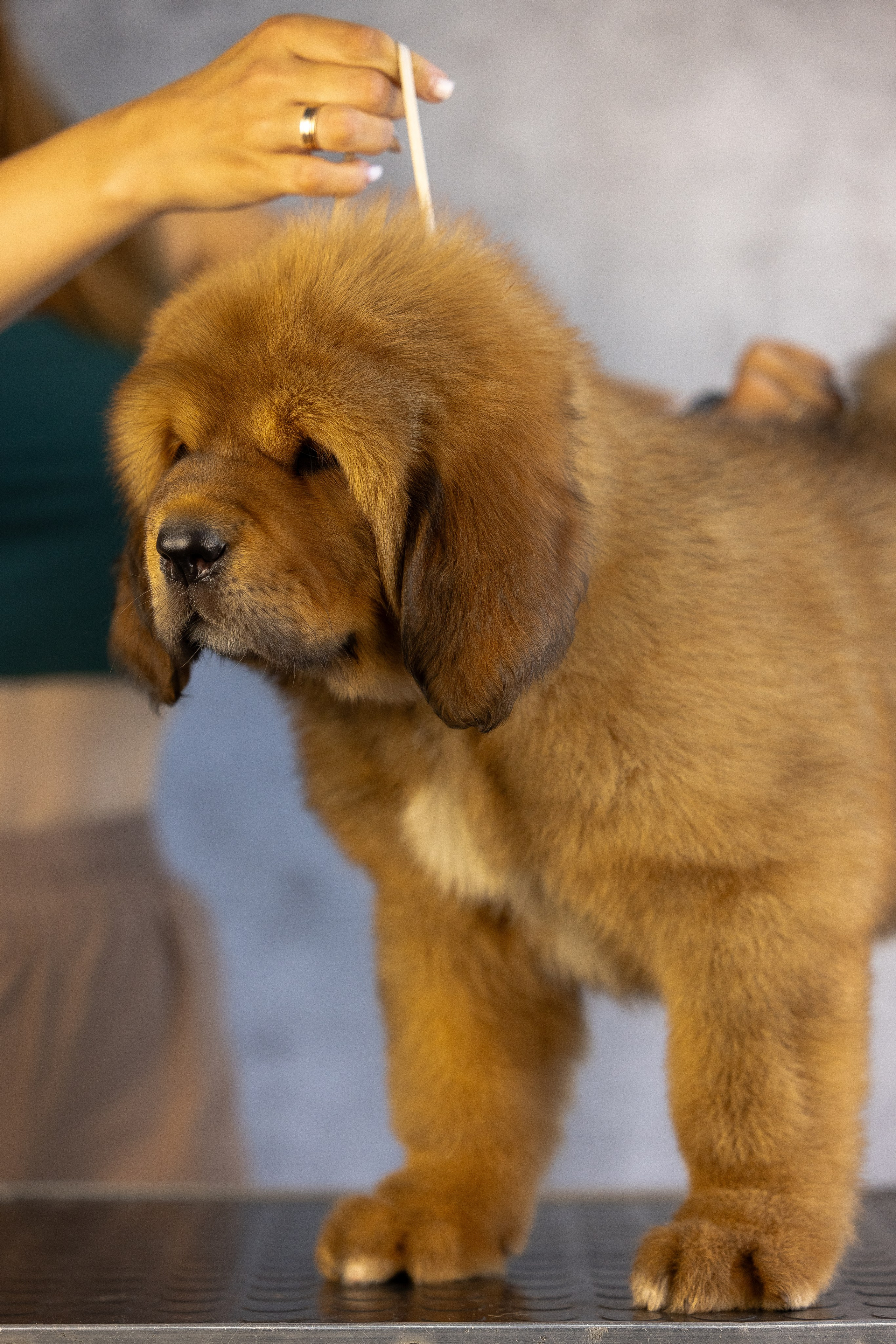 Тибетский мастиф. Фотограф и видеограф анималист Аганина Дарья