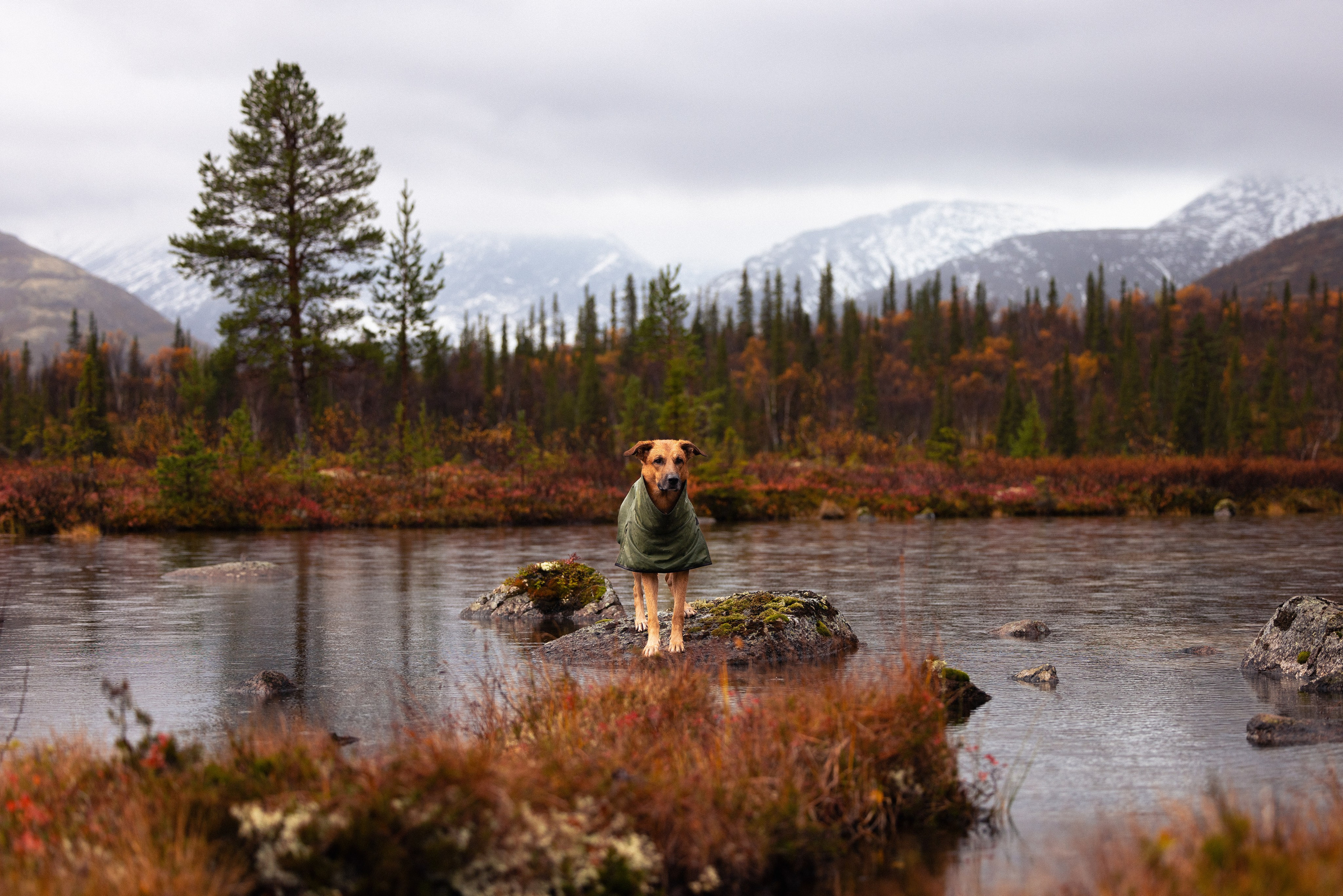 Кольский. Фотограф и видеограф анималист Аганина Дарья