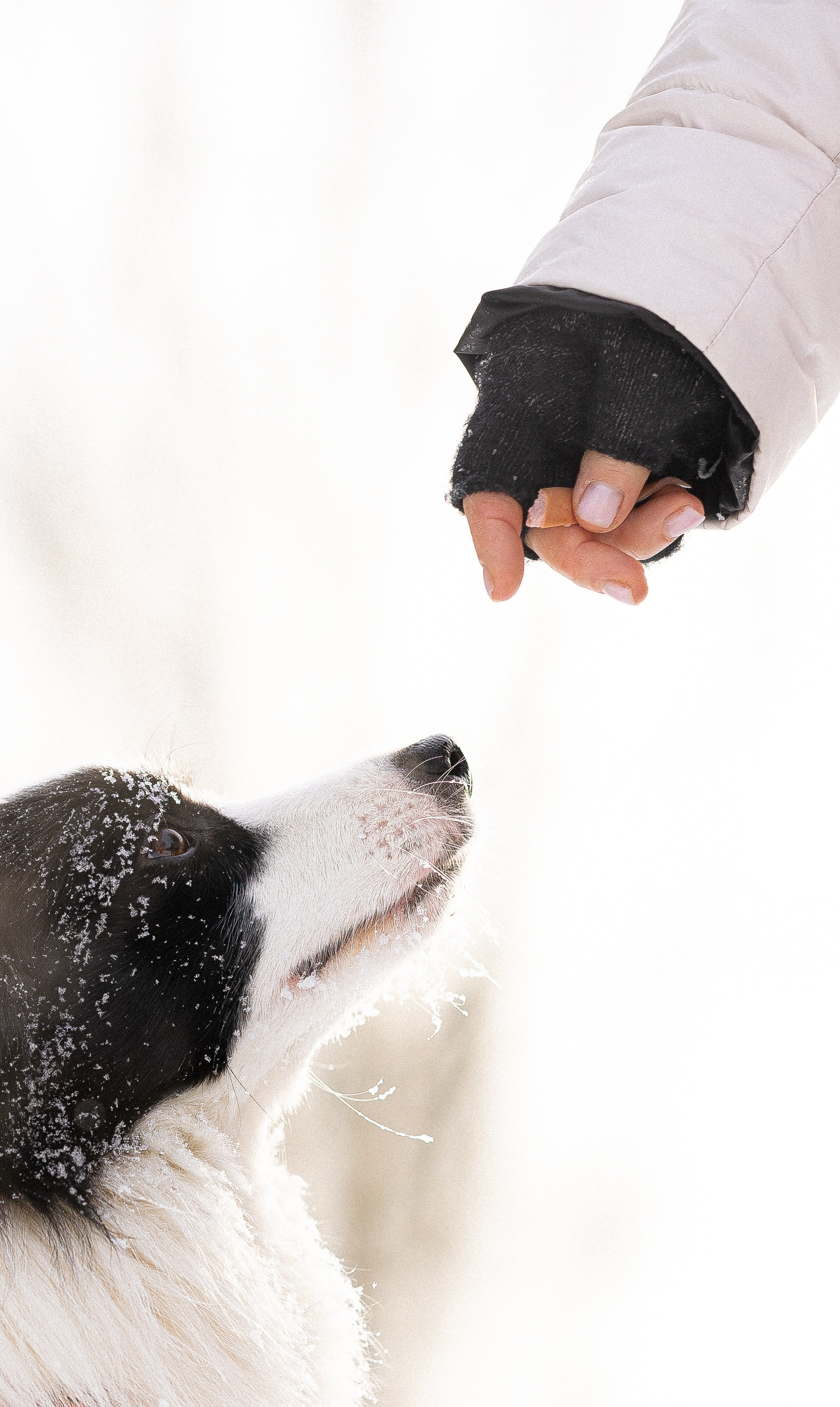 Лилия, Алексей и Ариана. Фотограф и видеограф анималист Аганина Дарья