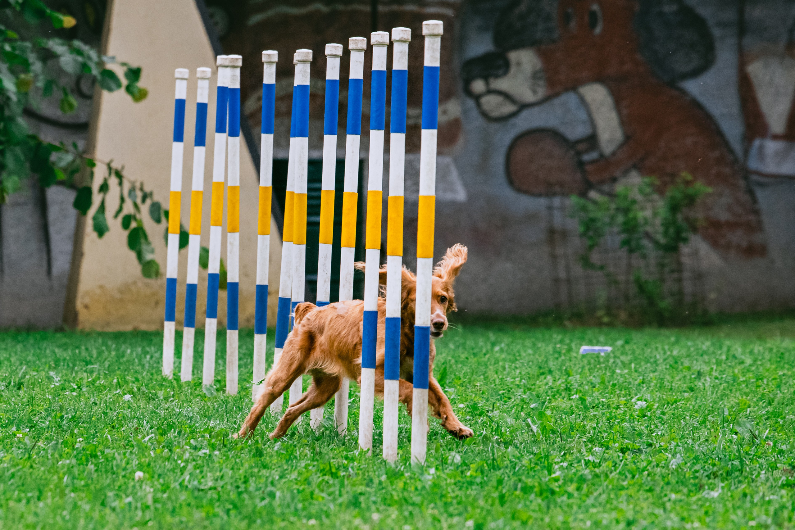 Соревнования по аджилити Долгопрудный 30.06.2025. Фотограф-анималист Татьяна Степанова
