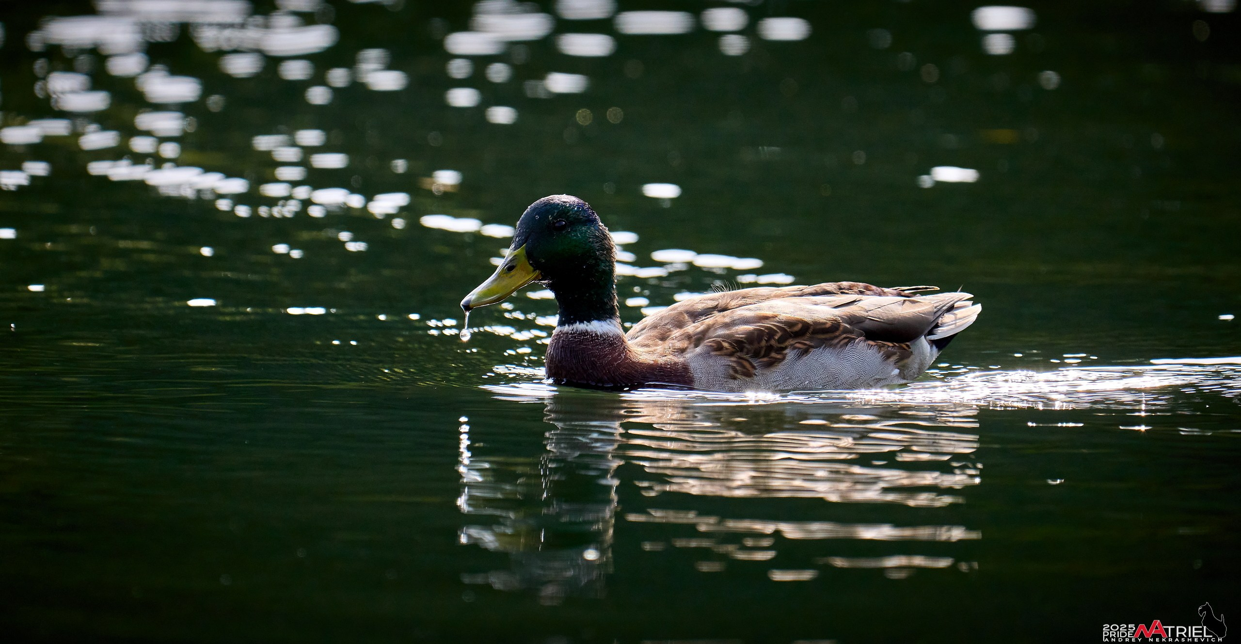 Съемка с объективом Sony 200-600 на камеру Sony A1m2