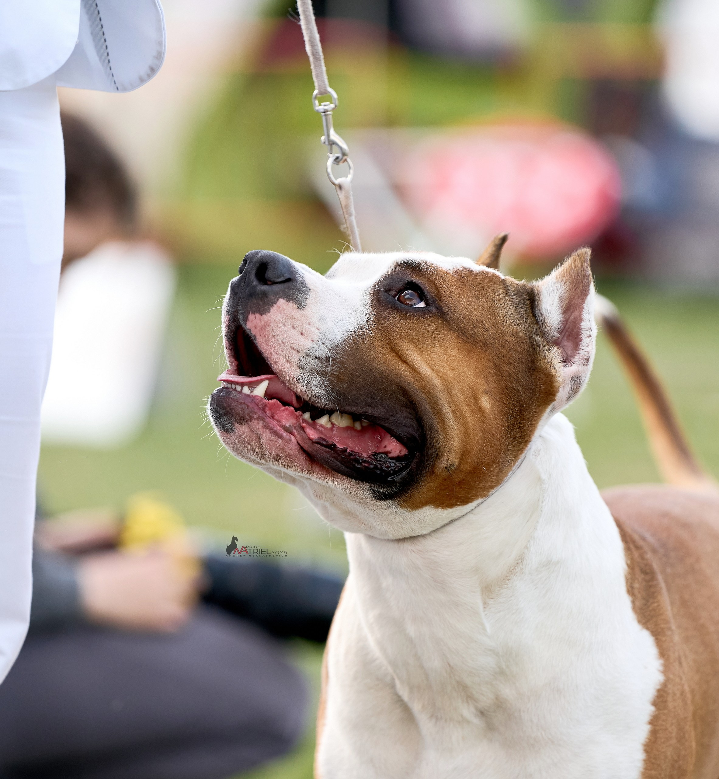 Выставка собак Суздаль-Владимир