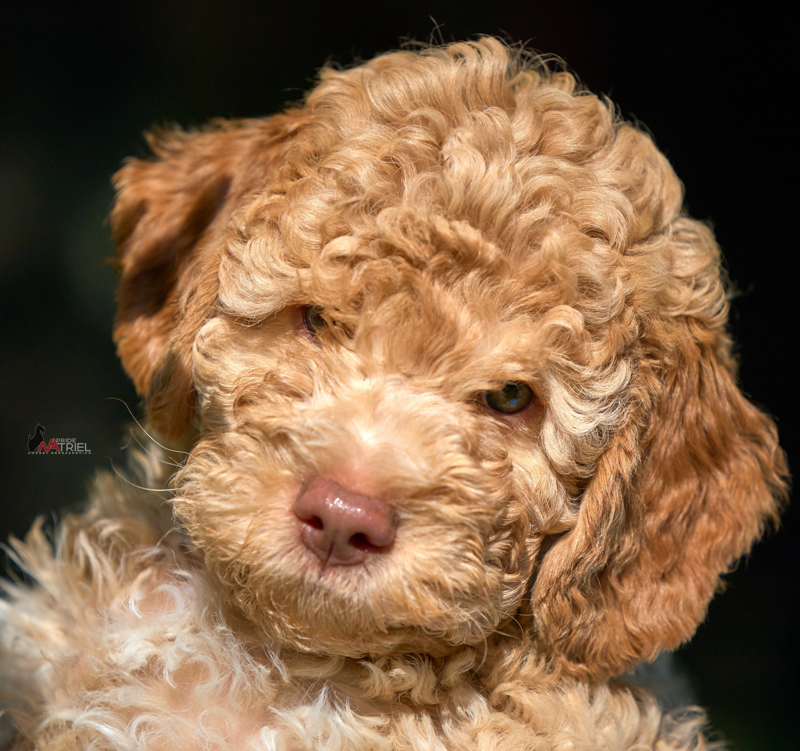 Щенки на прогулке — галерея NATRIEL