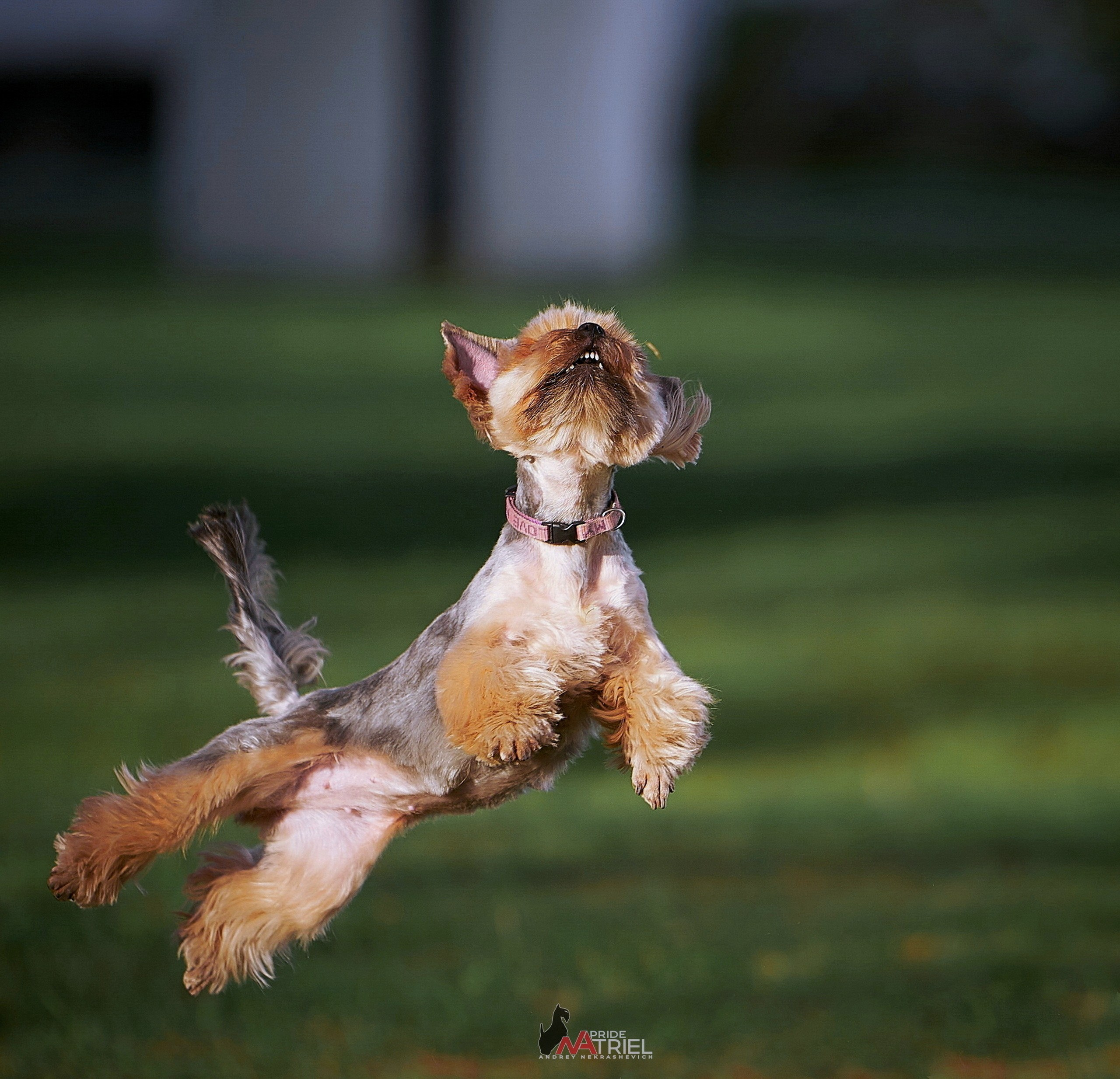 Прогулка в движении — галерея NATRIEL