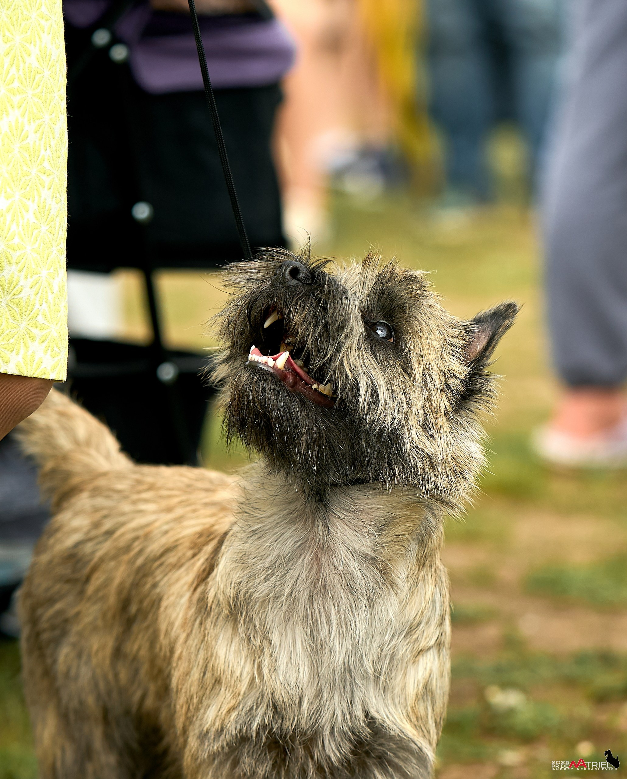 Выставка собак Суздаль-Владимир