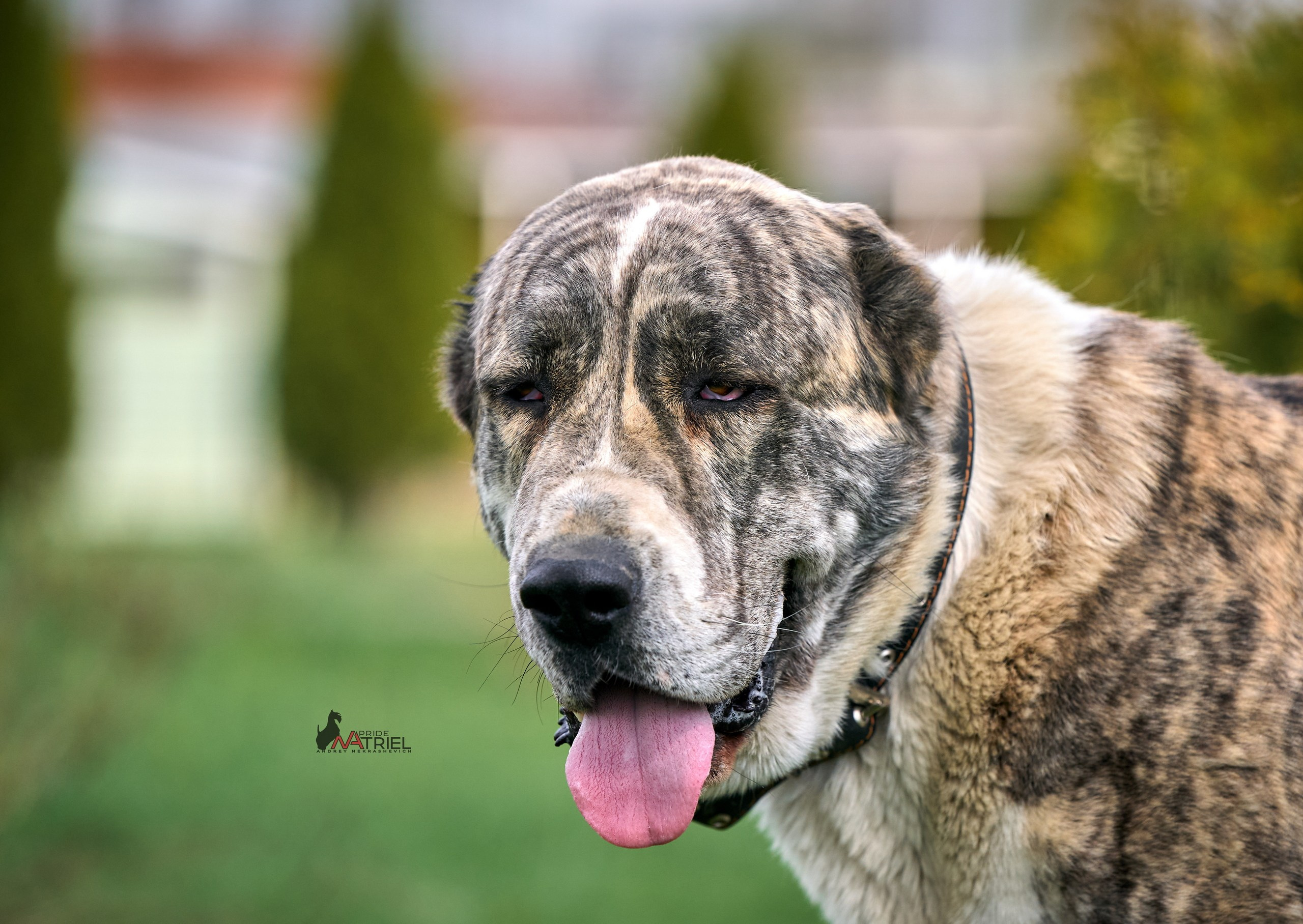 Среднеазиаты — щенки и взрослые