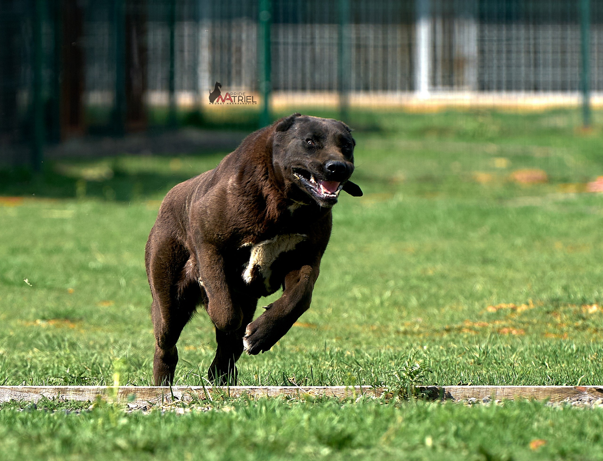 Среднеазиаты — щенки и взрослые