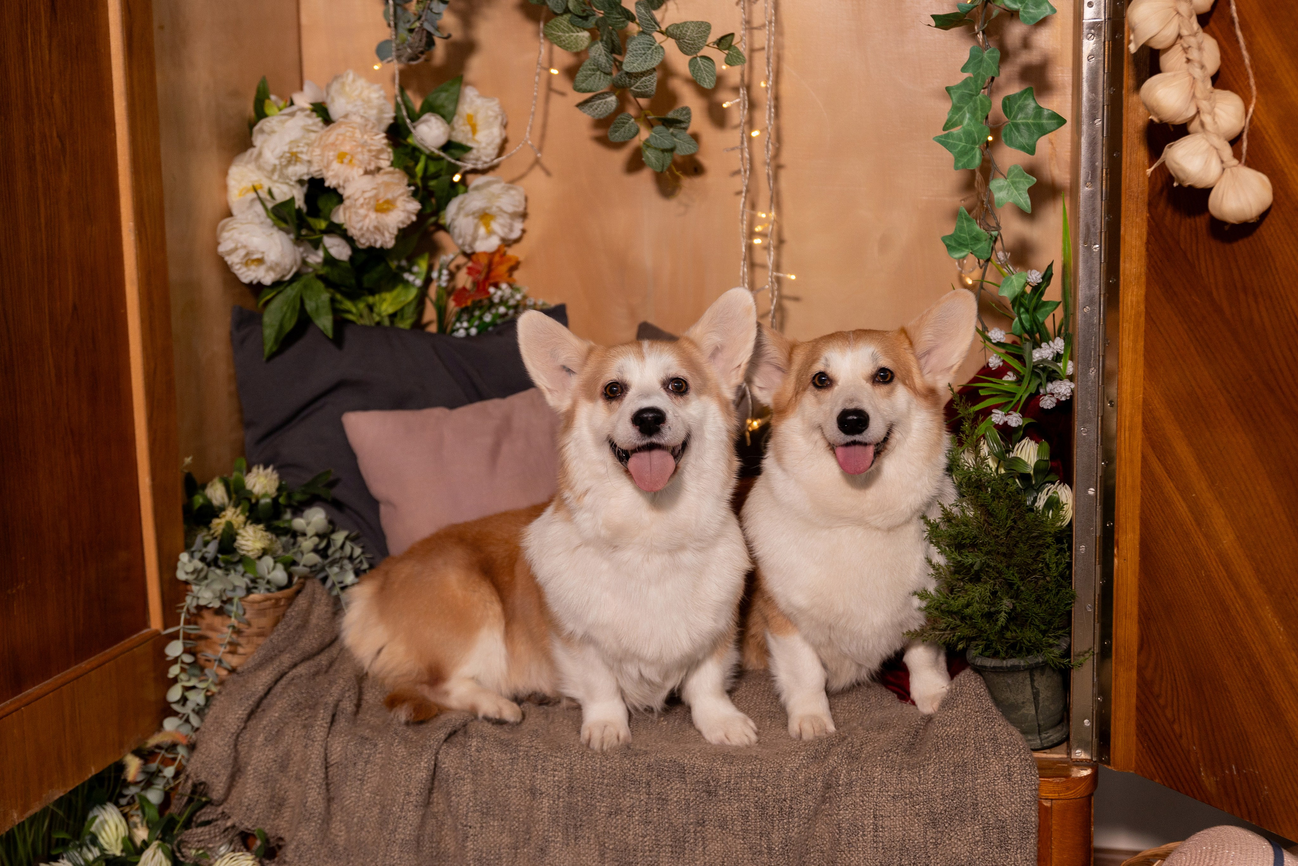 Фотосессия с корги. Семейный и свадебный фотограф в Санкт-Петербурге Татьяна Швыкова