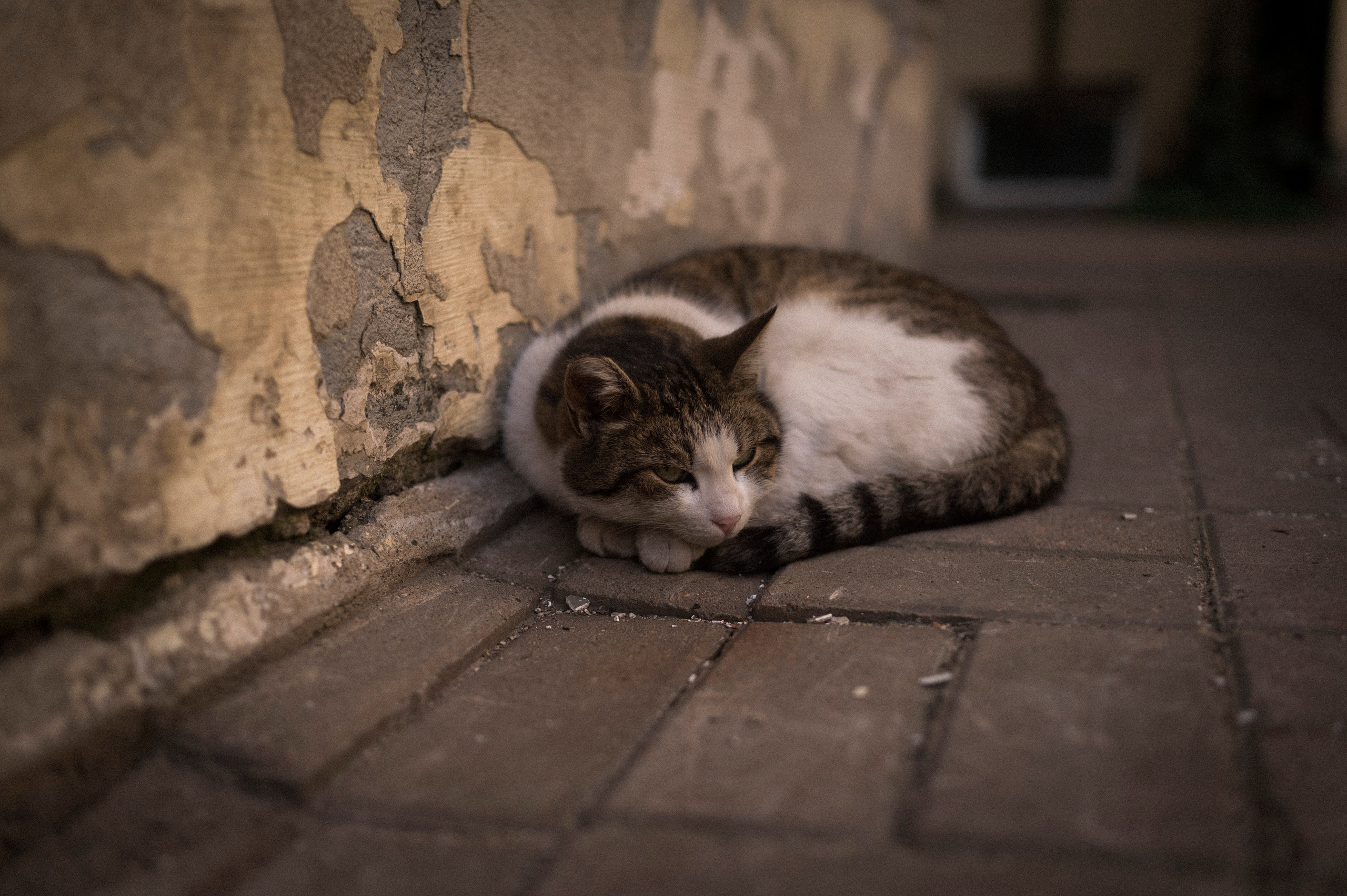 North 2024. Kartascheff