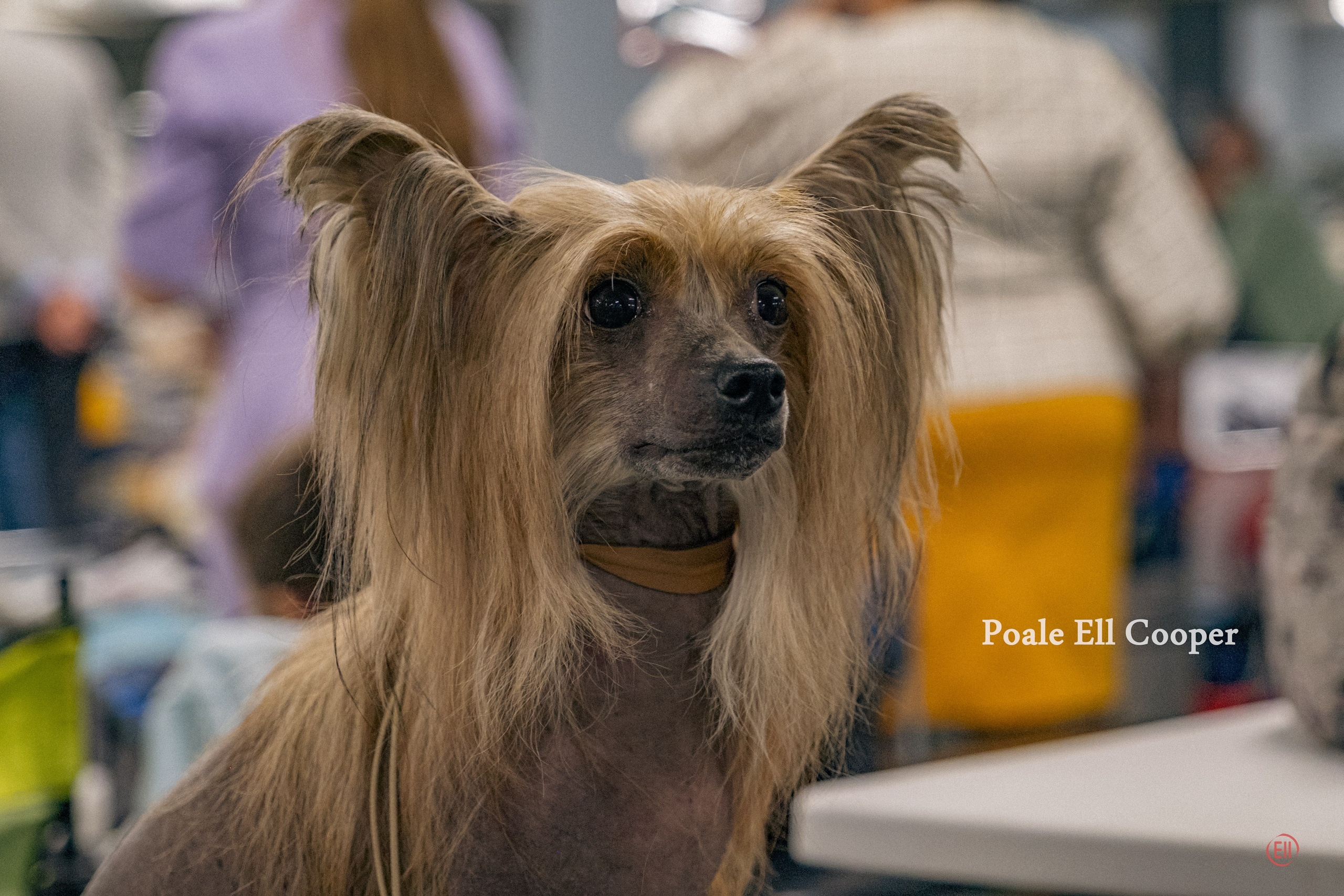 Национальная выставка китайских хохлатых собак 2023. Питомник китайских хохлатых собак Poale Ell: купить щенка