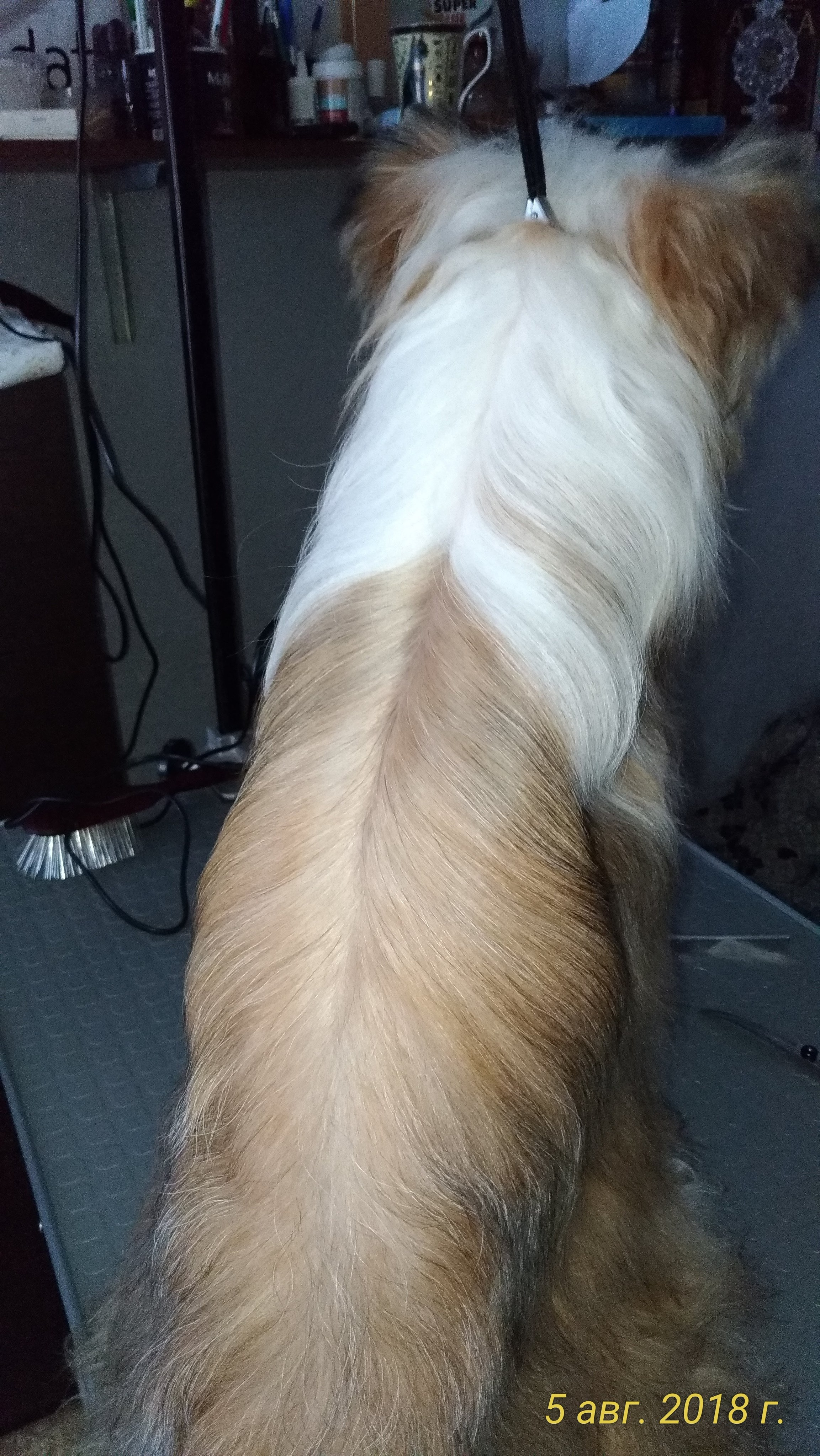 Barthelamew is leaving. Poale Ell Chinese Crested Dog Kennel: Buy a puppy from the kennel