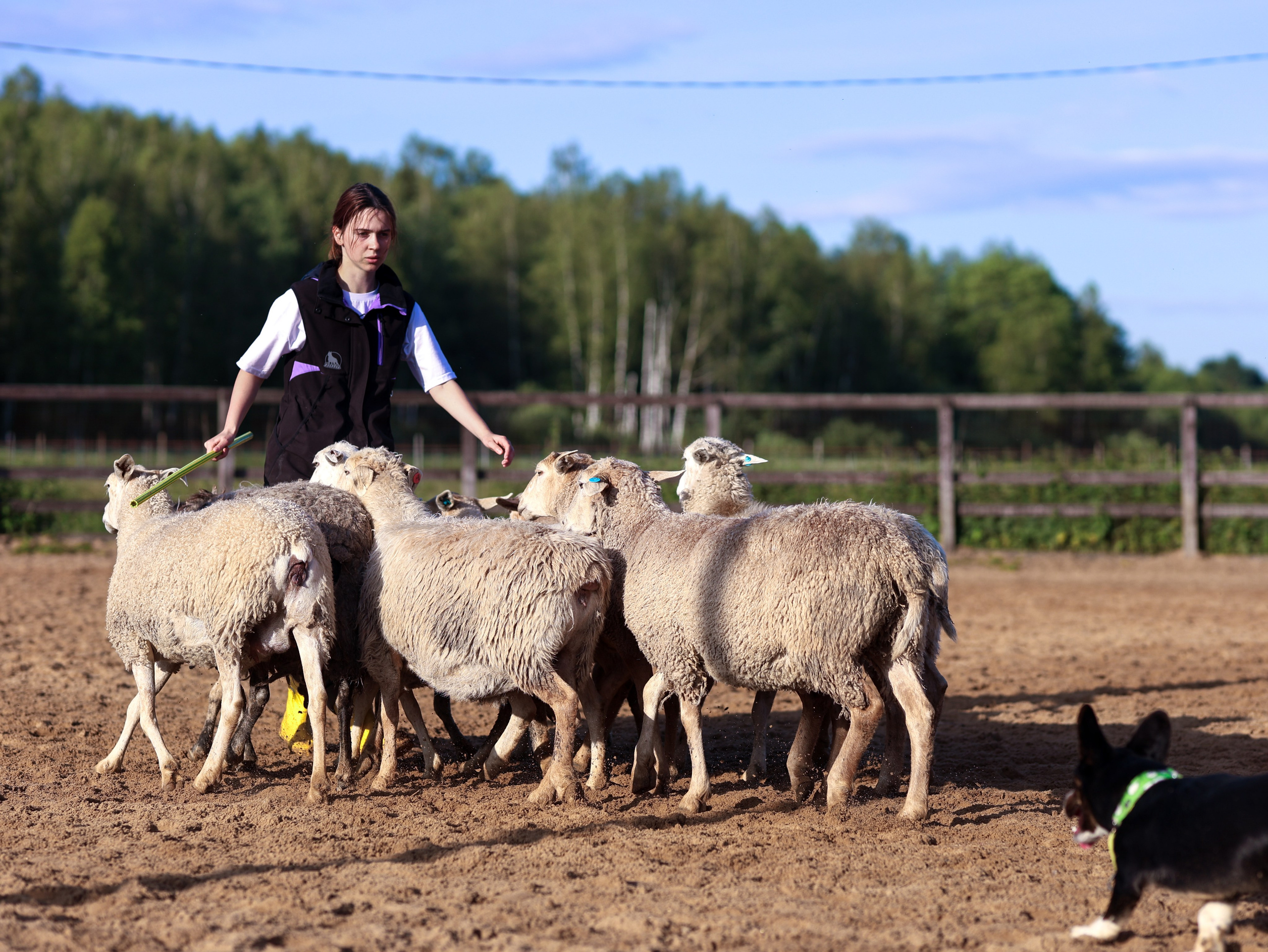 Пастьба. Фотограф-анималист в Москве Кириллова Татьяна