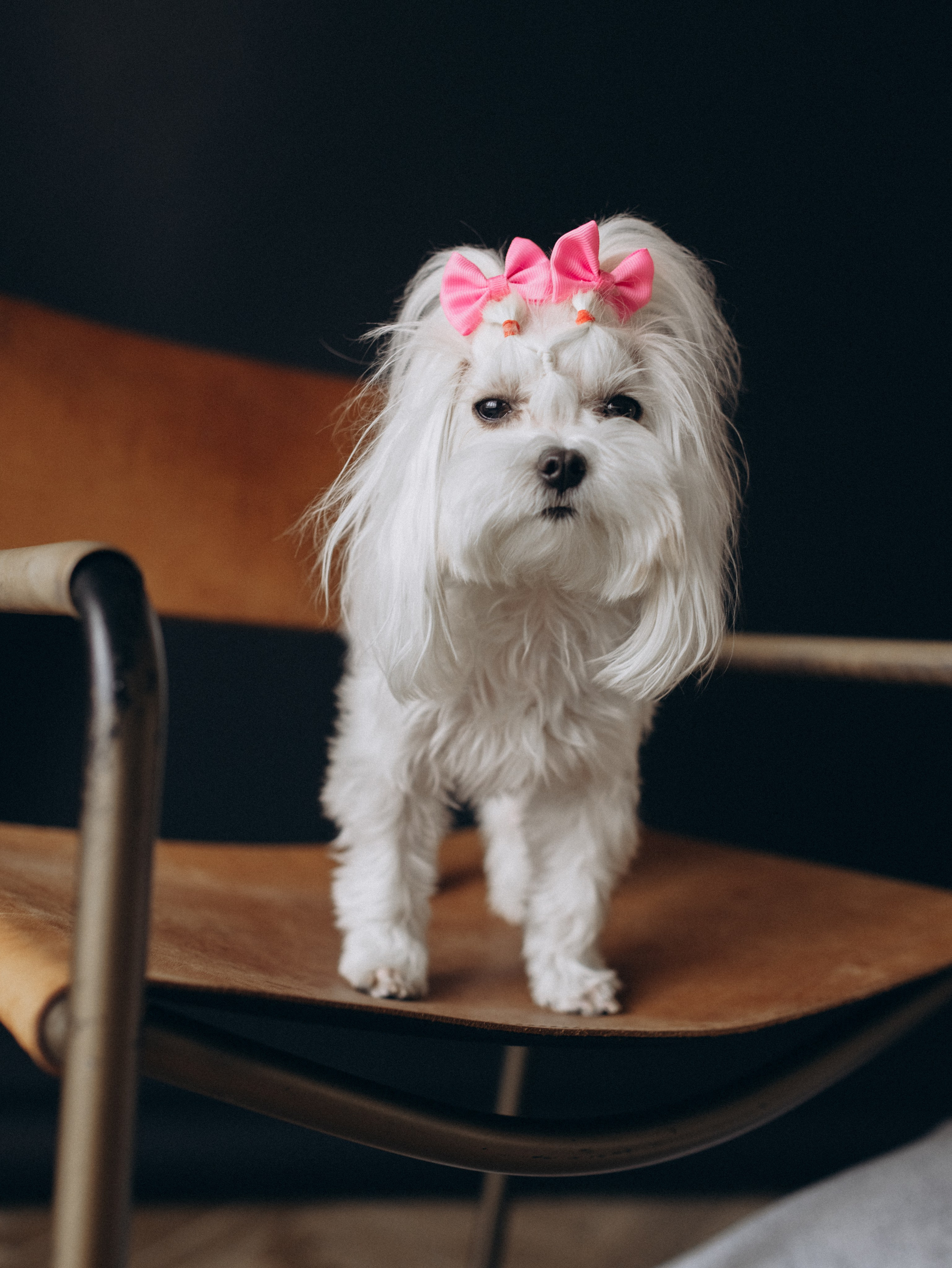 Мира и Таня. Фотограф-анималист в Москве Кириллова Татьяна