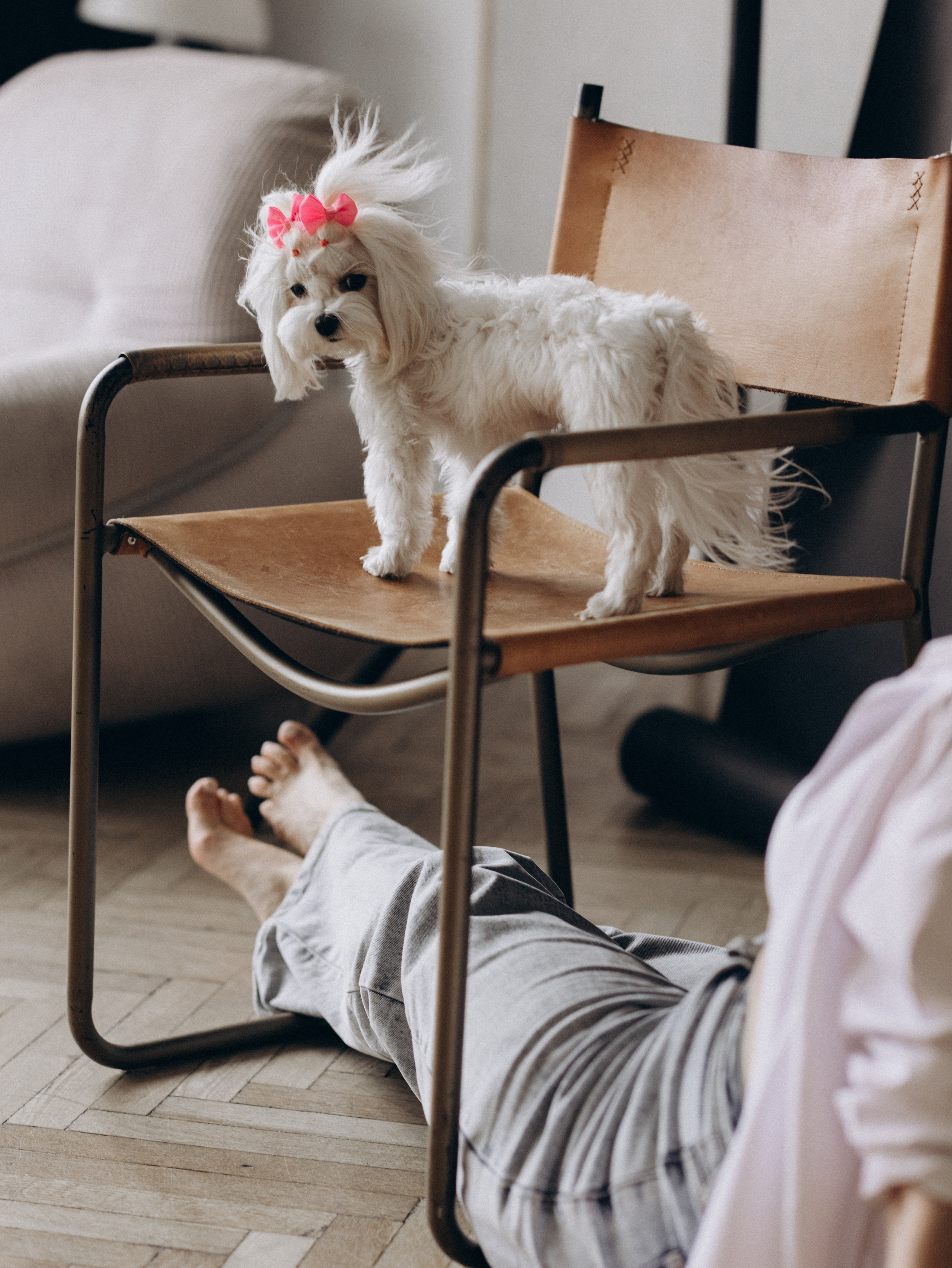 Мира и Таня. Фотограф-анималист в Москве Кириллова Татьяна