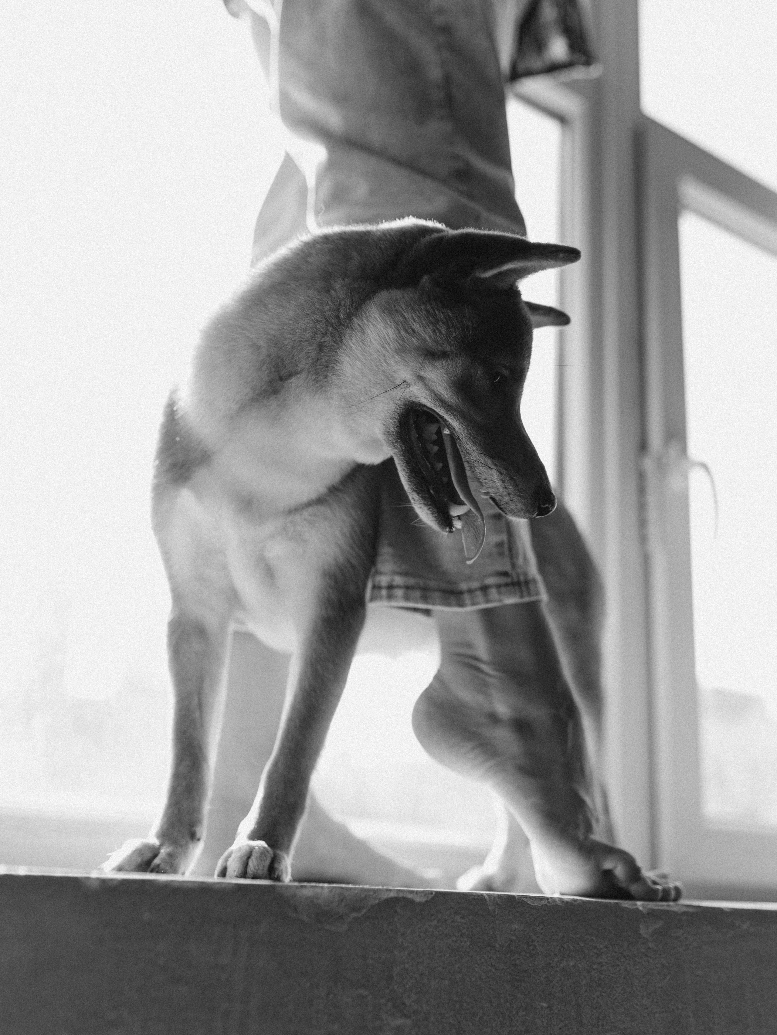 Мика и Настя. Фотограф-анималист в Москве Кириллова Татьяна