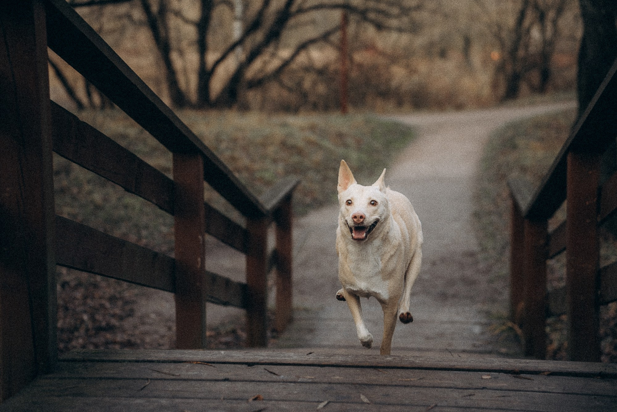 Туся. Фотограф анималист в Москве и Санкт-Петербурге Свиридова Анна