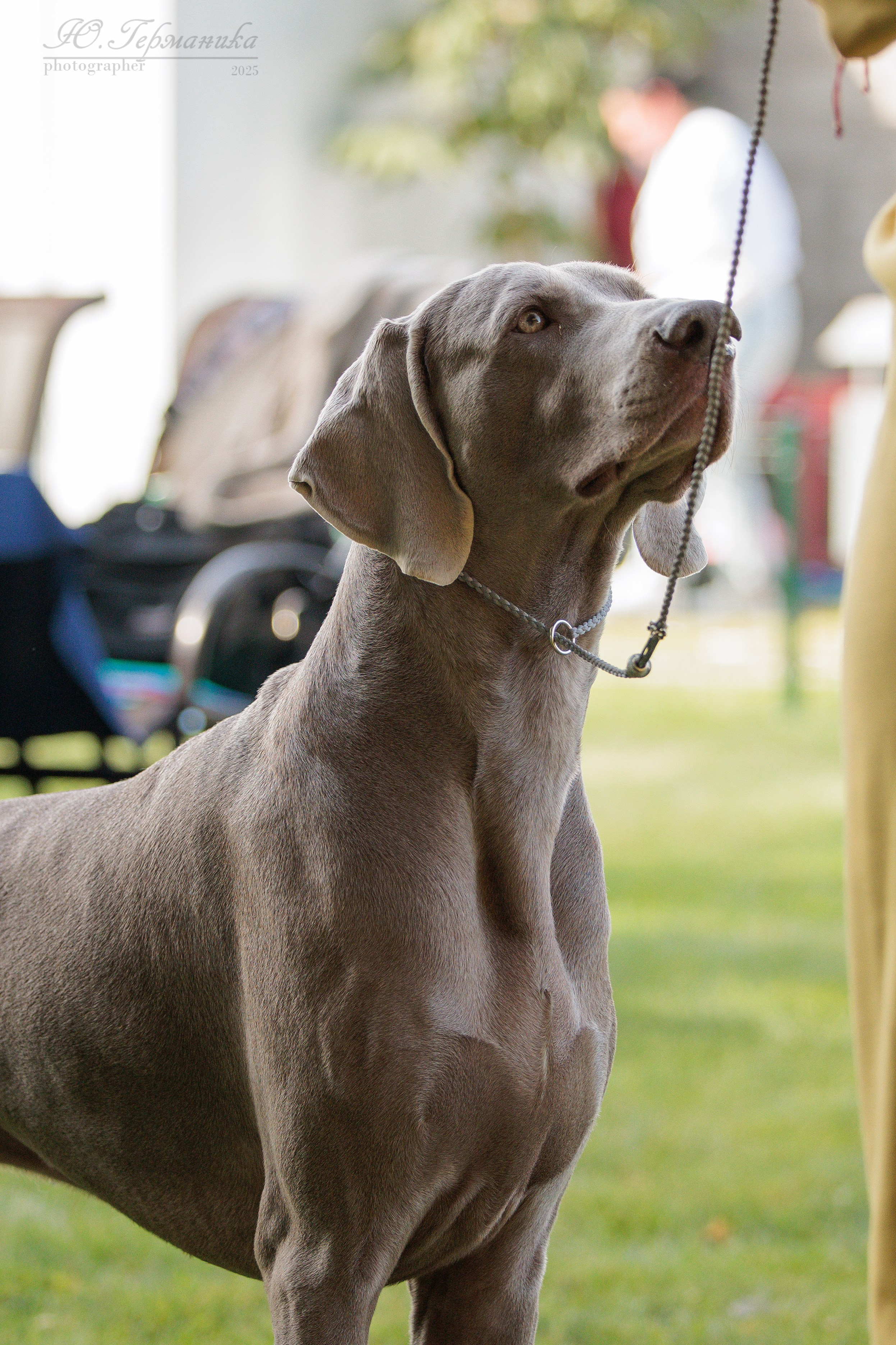 Бишкек 3х CACIB 26-28.09.2025. Фотограф-анималист Юлия Германика