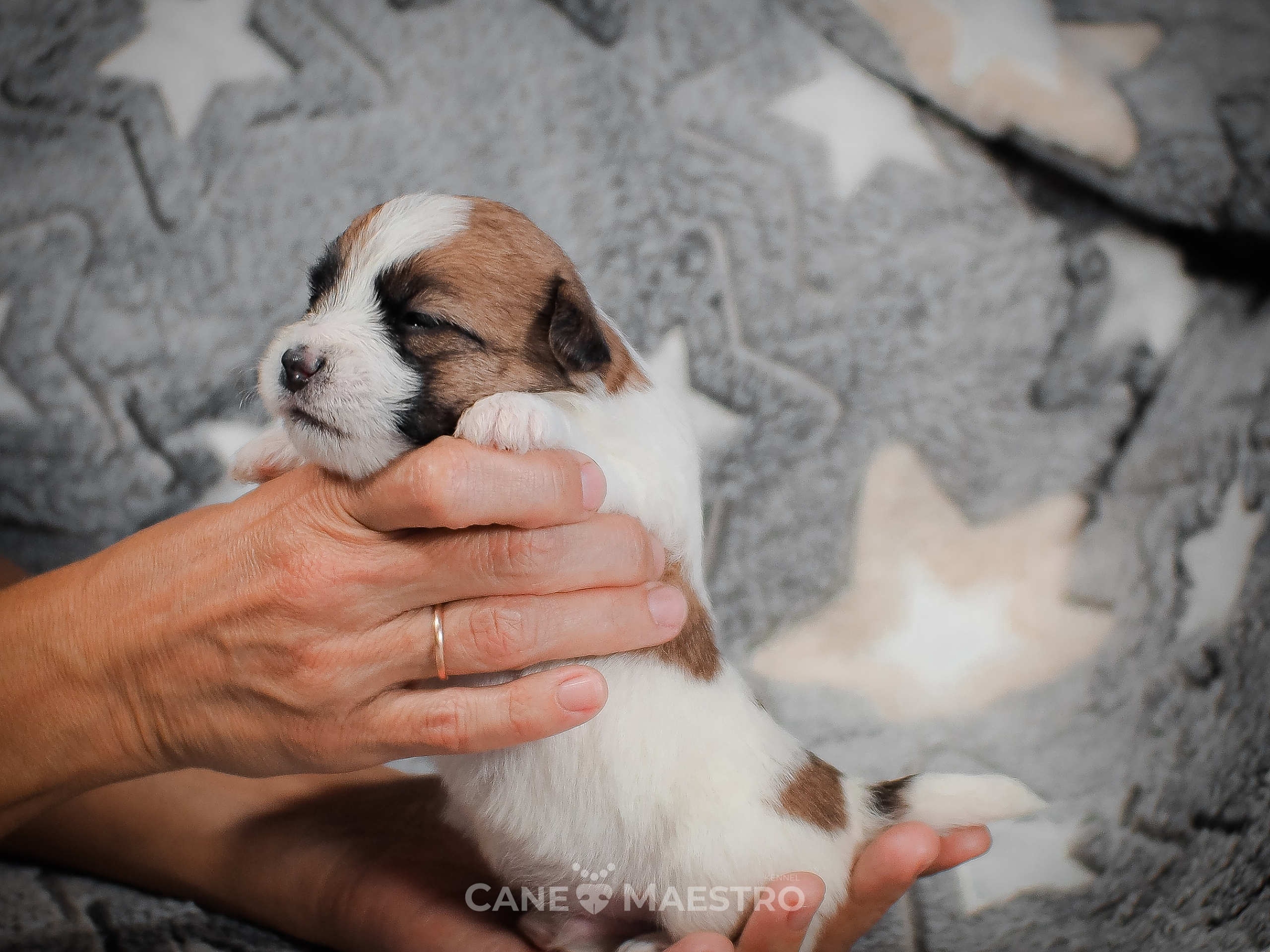 КобельZ1_ДРТ_брыж_27_08_25. CANE MAESTRO — kennel Jack Russell Terrier