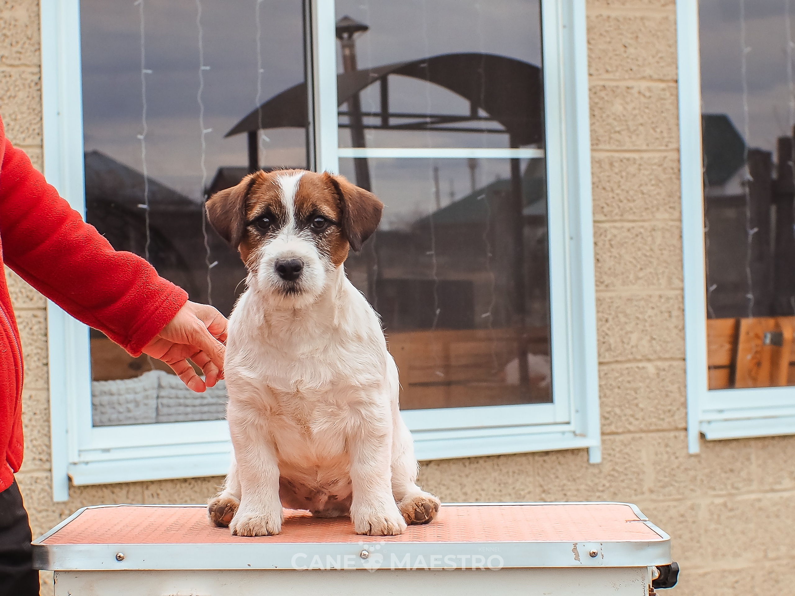 Мальчик 2. Кобель бело-рыжий. Джек рассел терьер щенок. КАНЕ МАЭСТРО — питомник Джек рассел терьеров