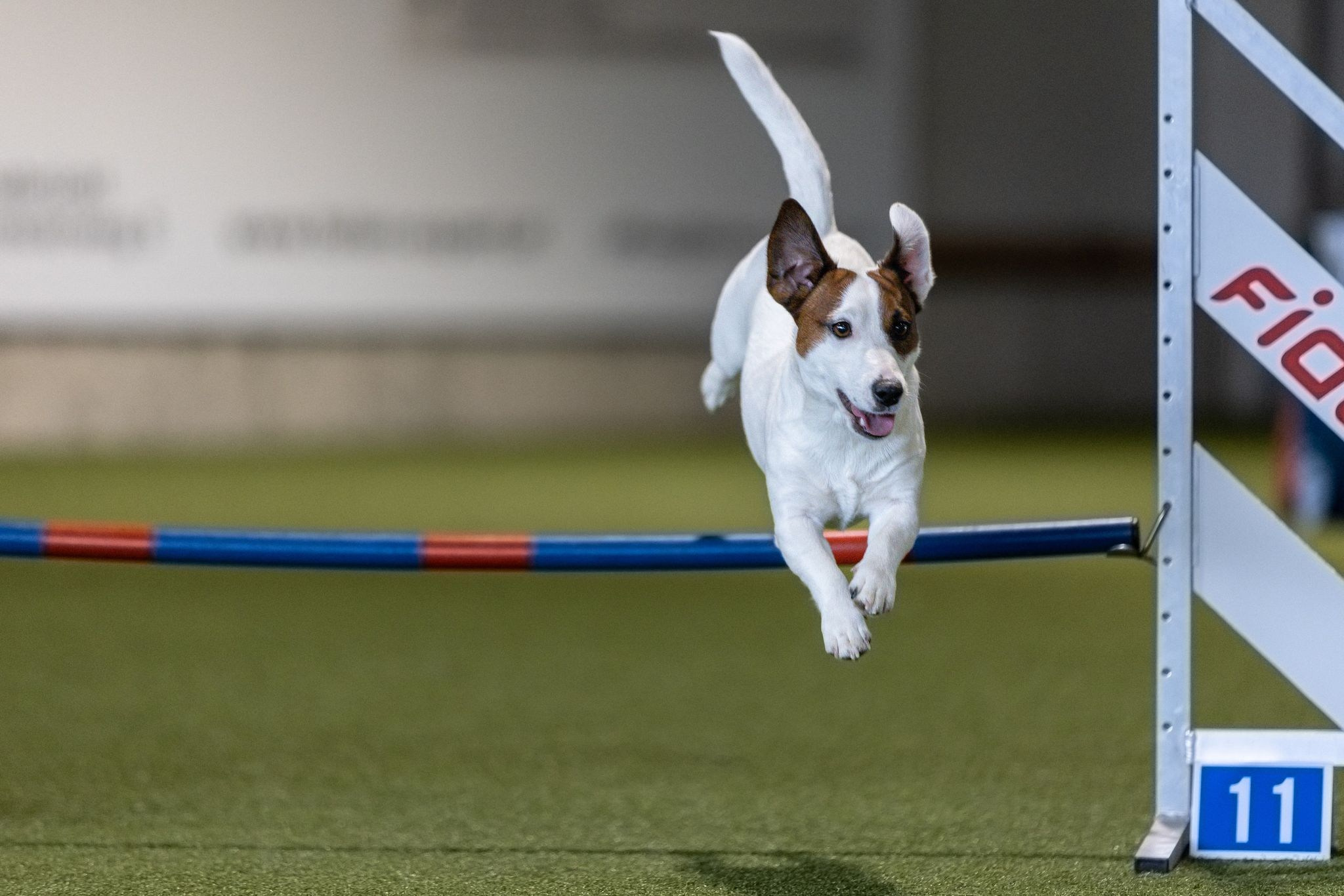 CANE MAESTRO MARSHMALLOW. CANE MAESTRO — kennel Jack Russell Terrier