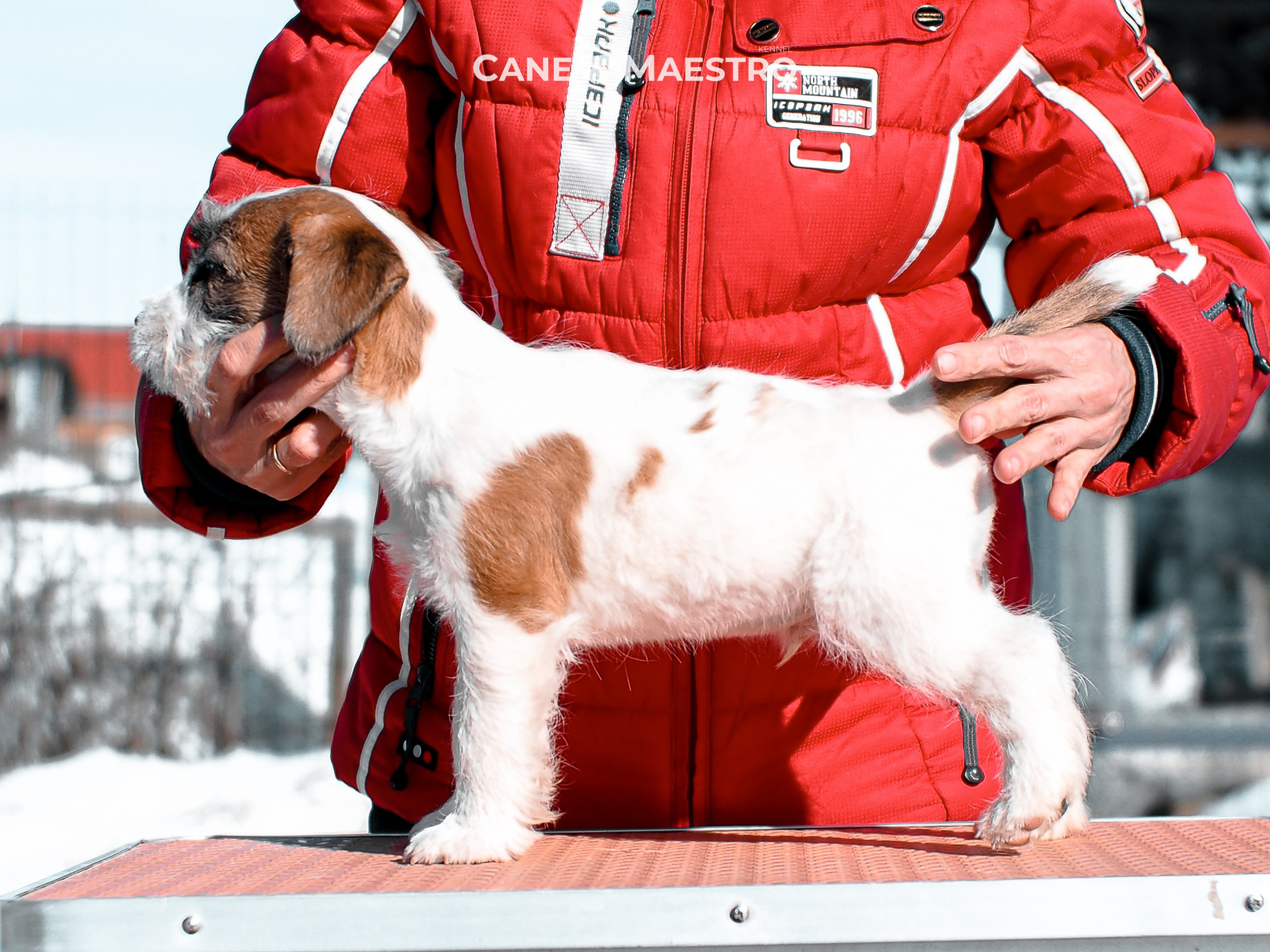 КОБ_ЛИСА_05_01_26. CANE MAESTRO — kennel Jack Russell Terrier