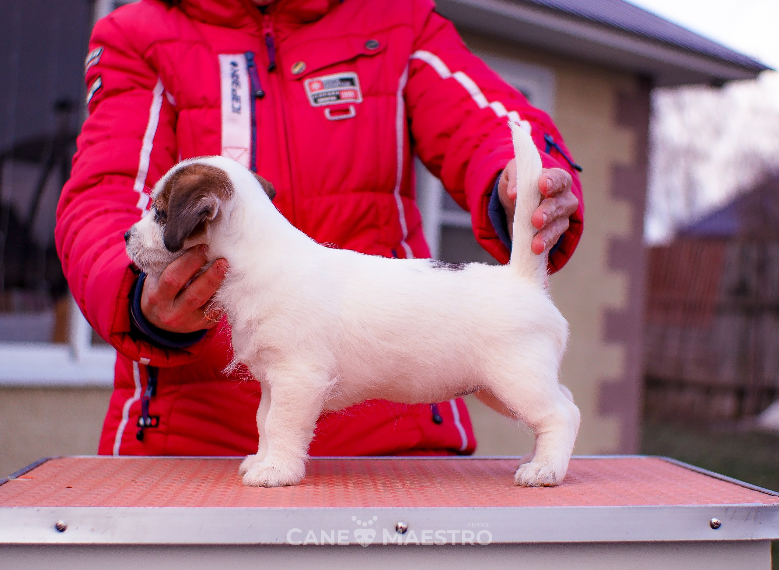3_Девочка_СНЕЖНАЯ_Ц. CANE MAESTRO — kennel Jack Russell Terrier