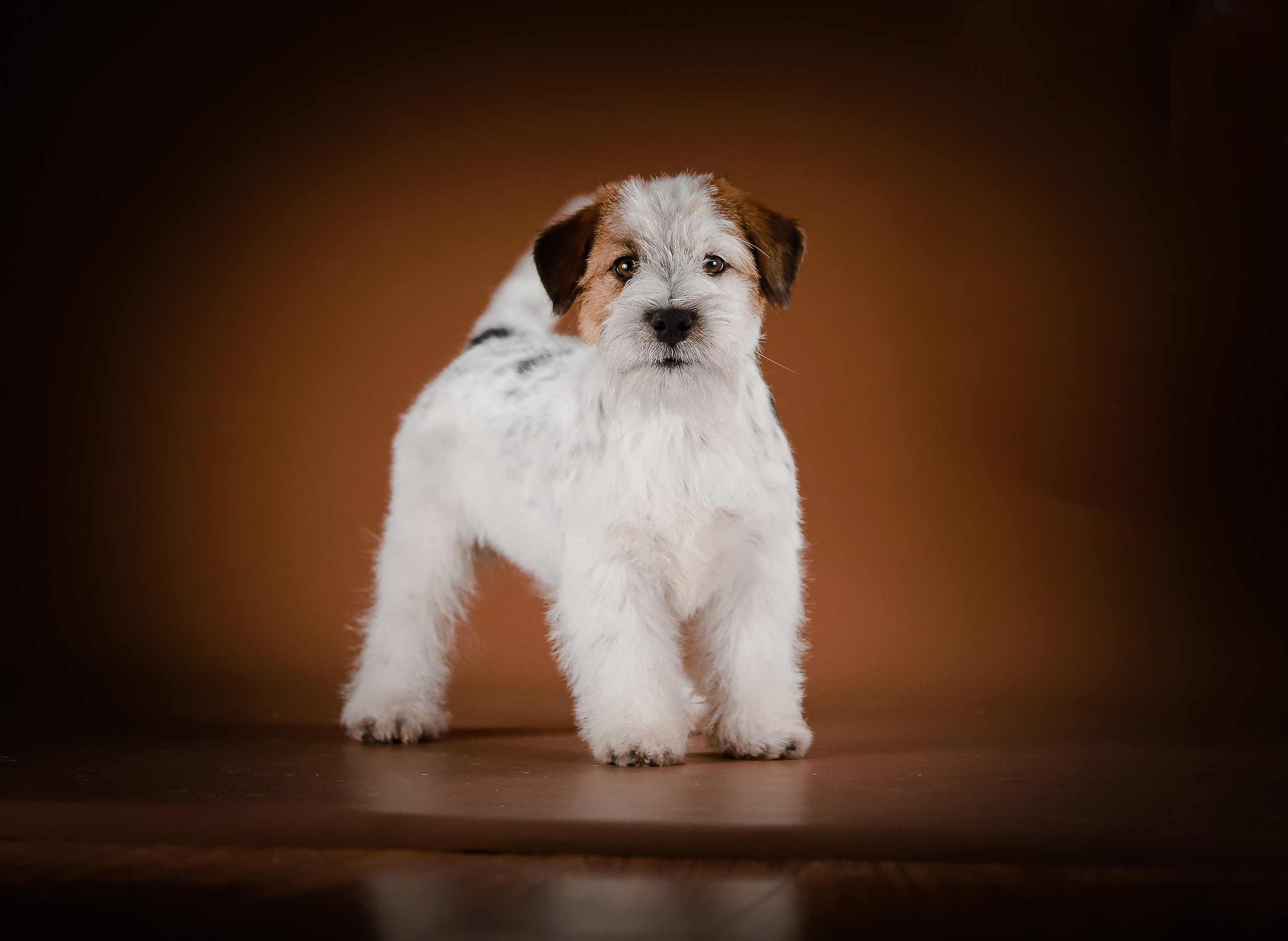 Триколорный кобель. Жесткошерстный. Джек рассел терьер продажа. КАНЕ МАЭСТРО — питомник Джек рассел терьеров