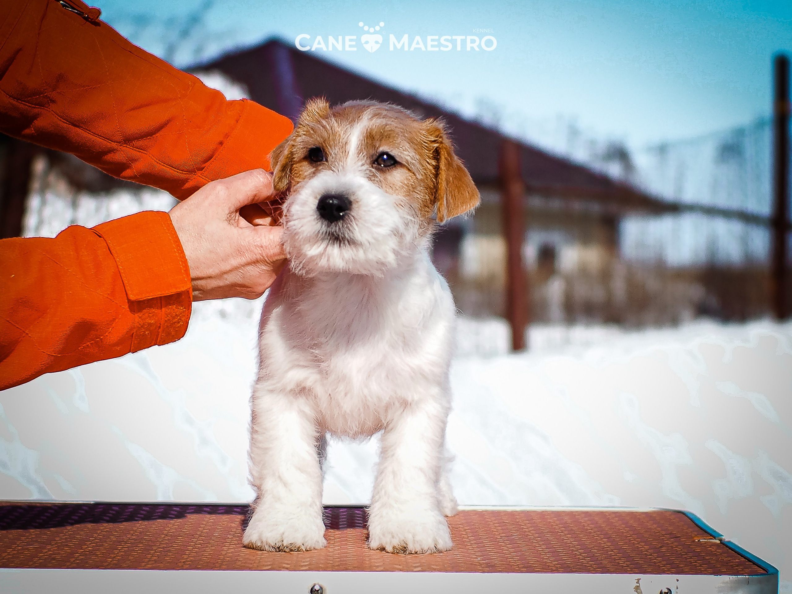 КОБ_2_Б_21_01_25. CANE MAESTRO — kennel Jack Russell Terrier