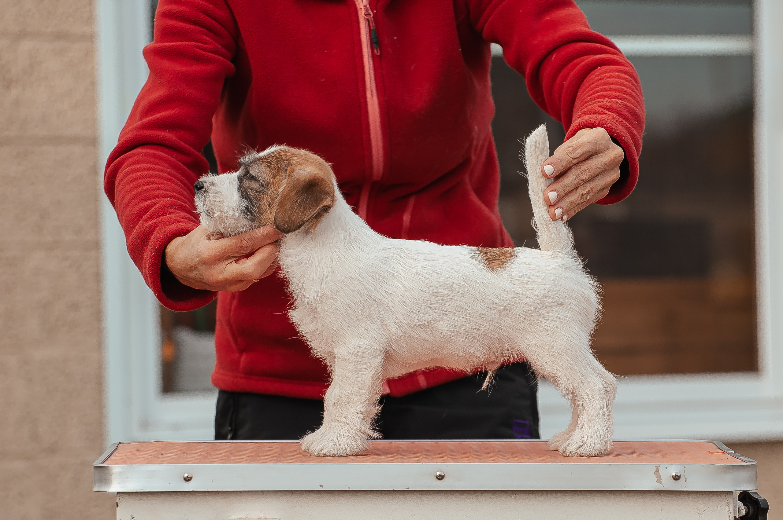 Щенок кобель ДРТ. КАНЕ МАЭСТРО — питомник Джек рассел терьеров