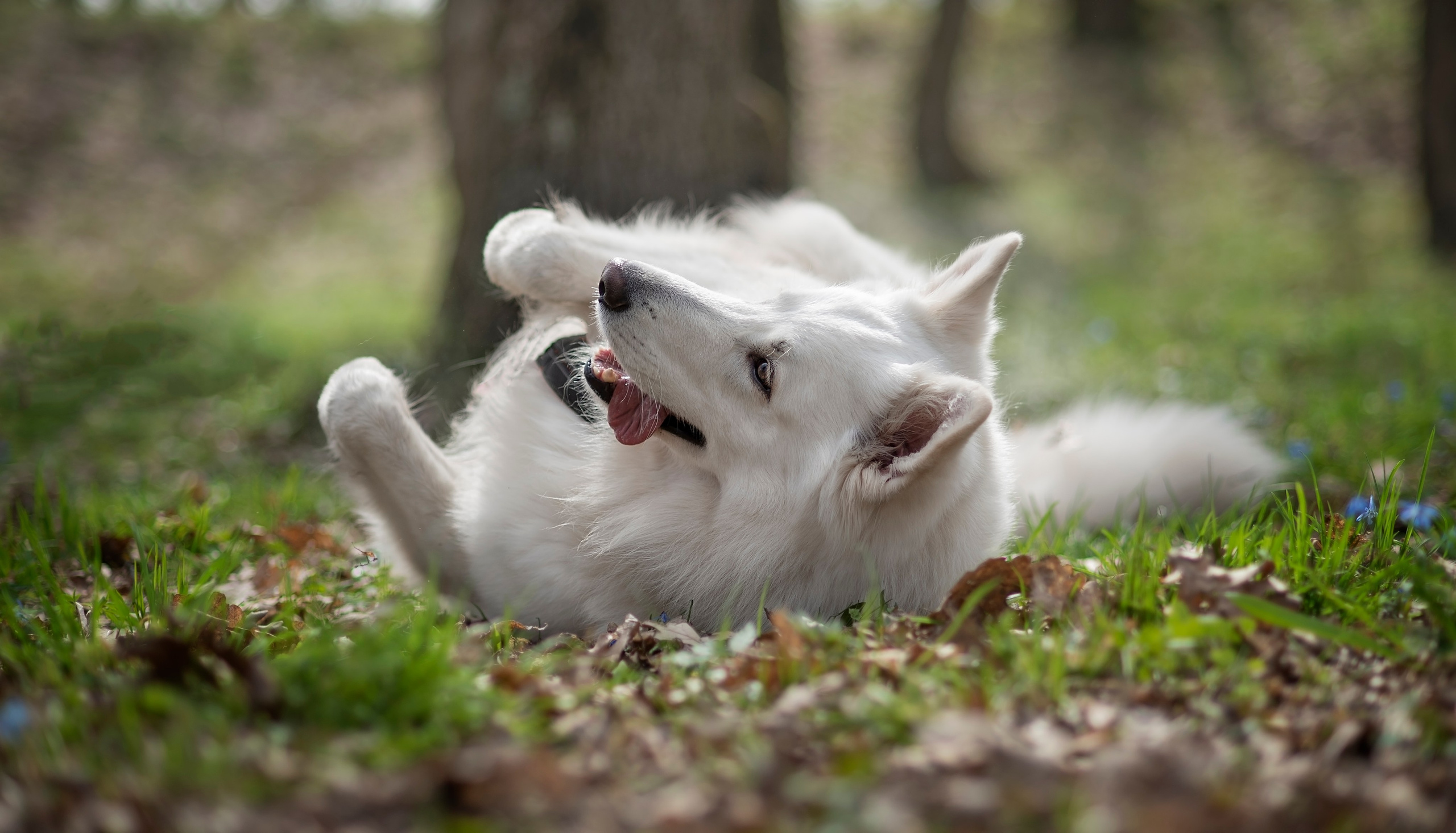 Каспер. Фотограф анималист Ставрополь Яна Кудлай