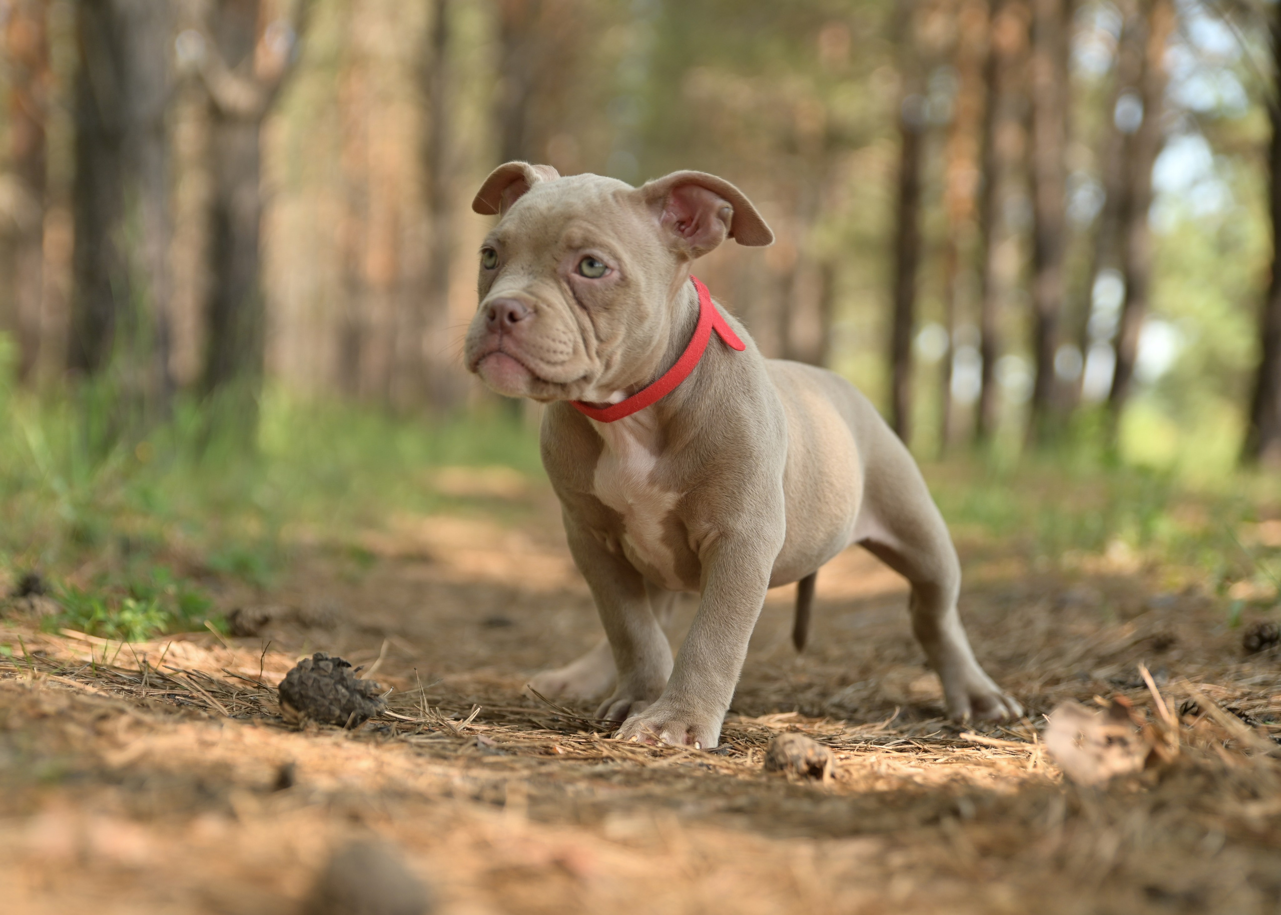 Свободные щенки Американский Булли в Иркутске. Питомник собак Иркутск