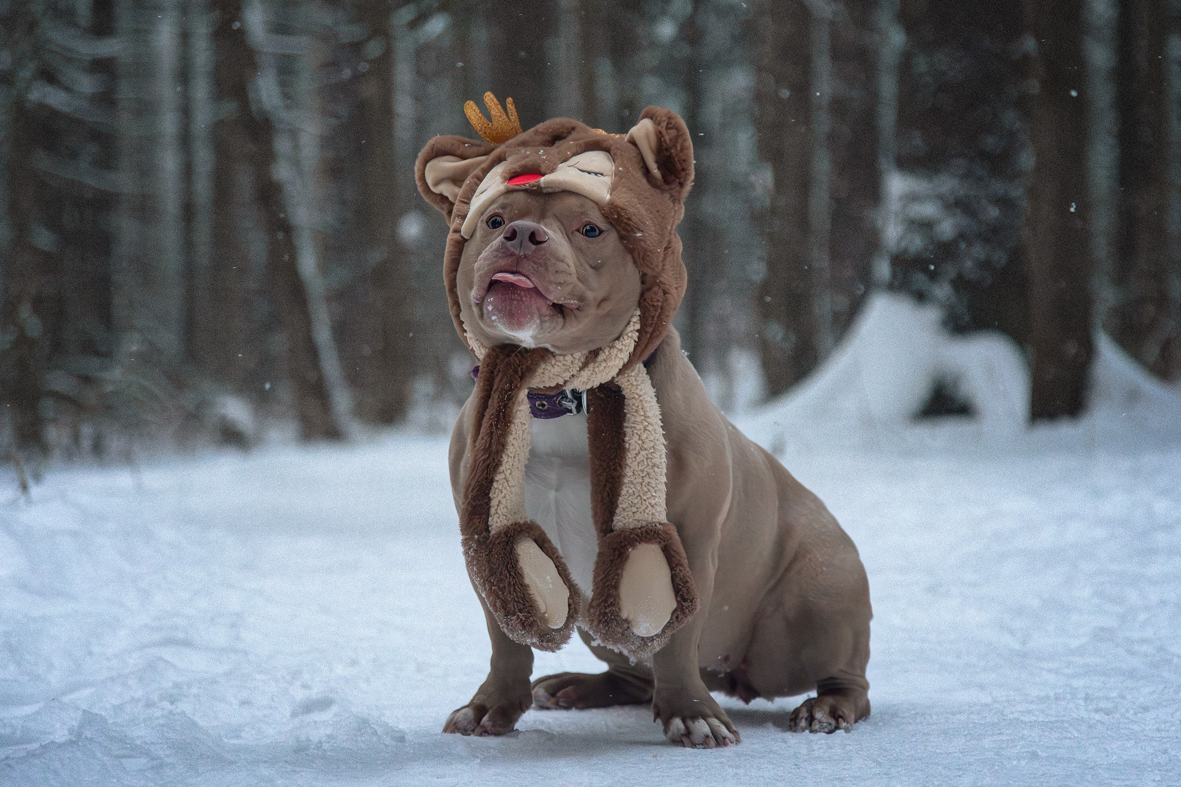 Американский булли Тесла. Htykk_photo