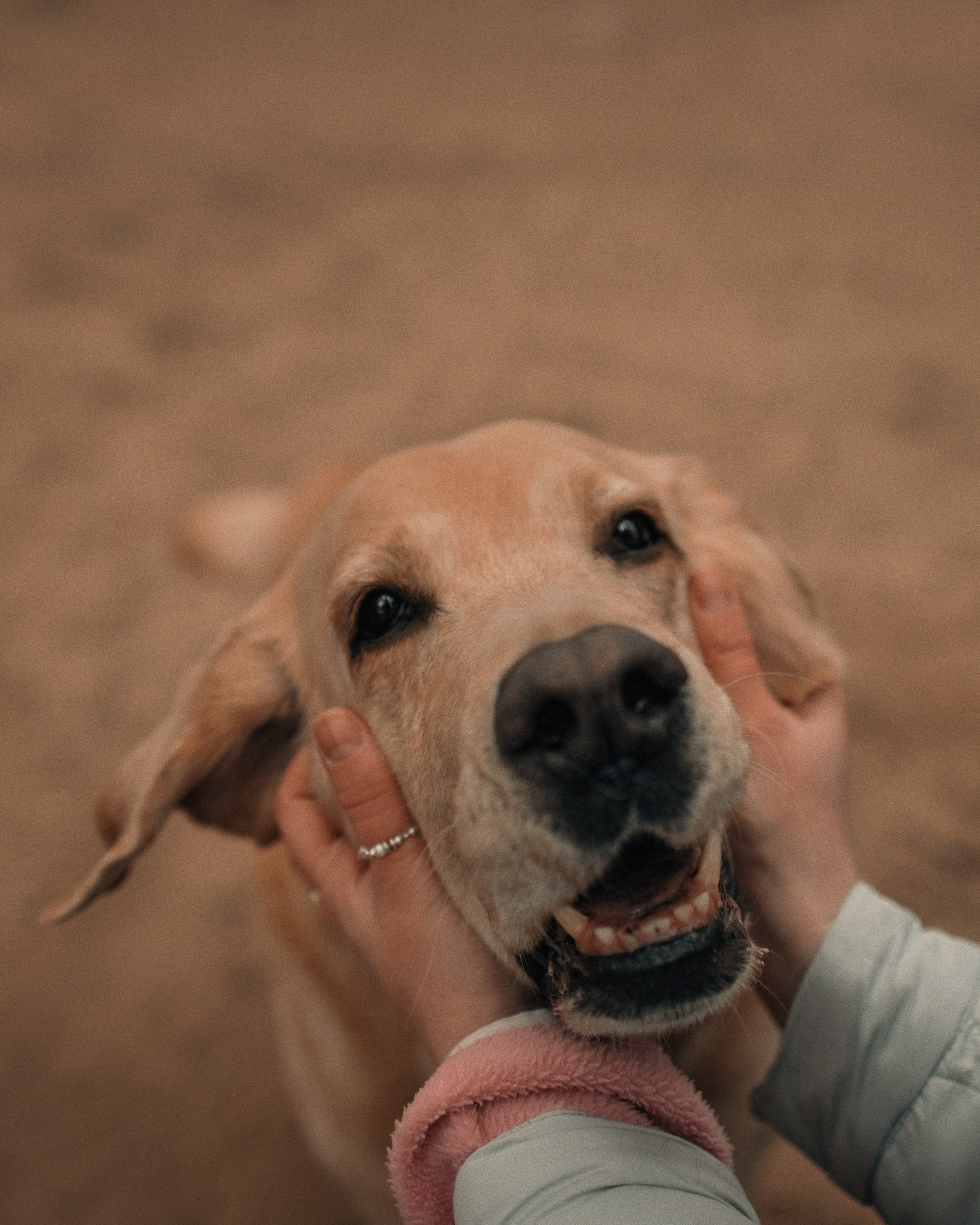 Прогулка: берн Пума, Фрэнк и Юля в Питере. Портфолио