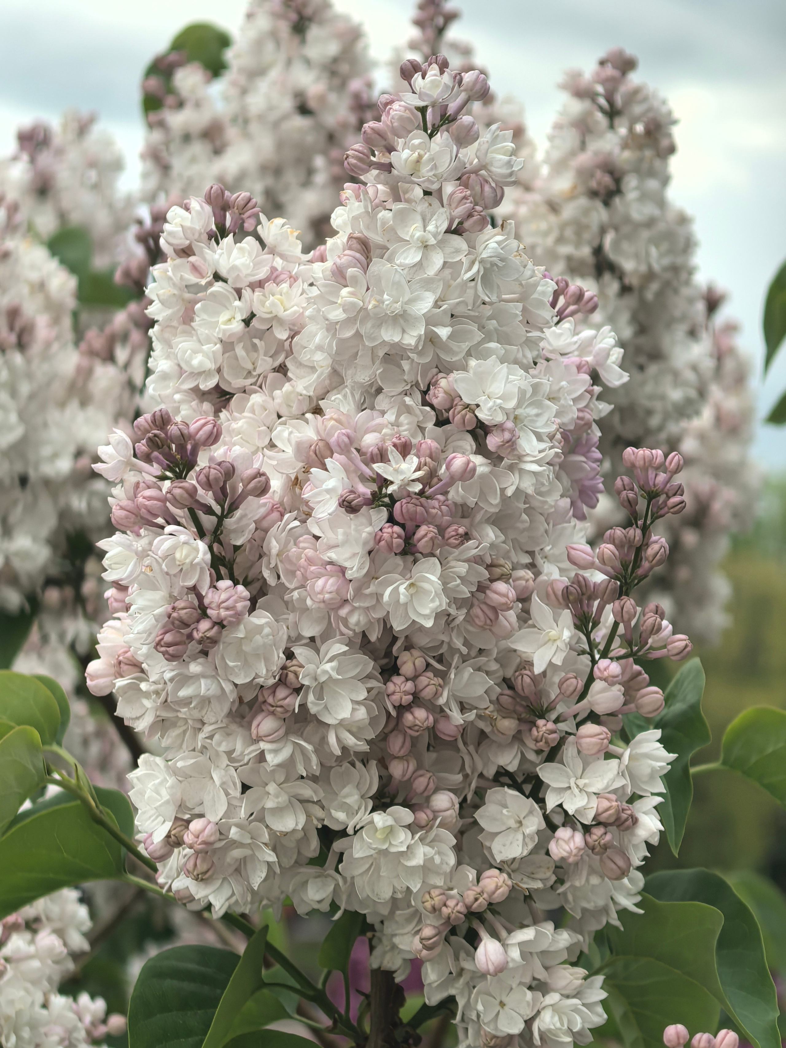 Чудесная природа. Школьные выпускные альбомы в Москве Марина Николаева