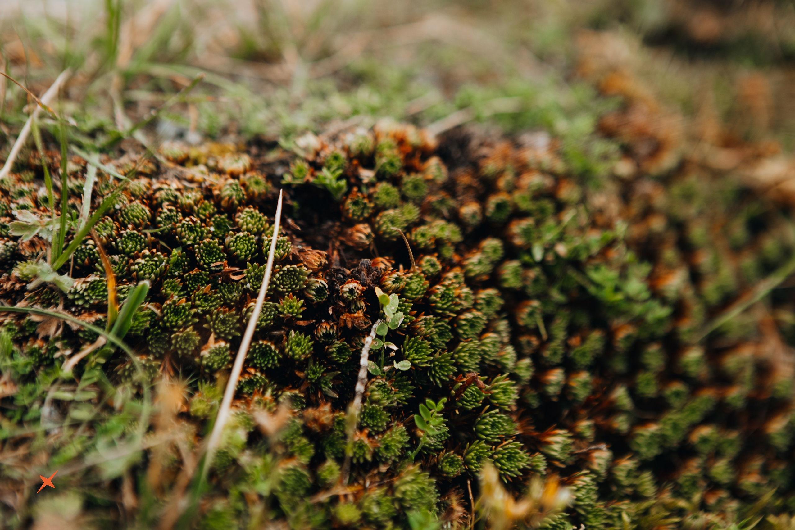 Безенги 4Sklona. Портреты и лайфстайл в Краснодаре