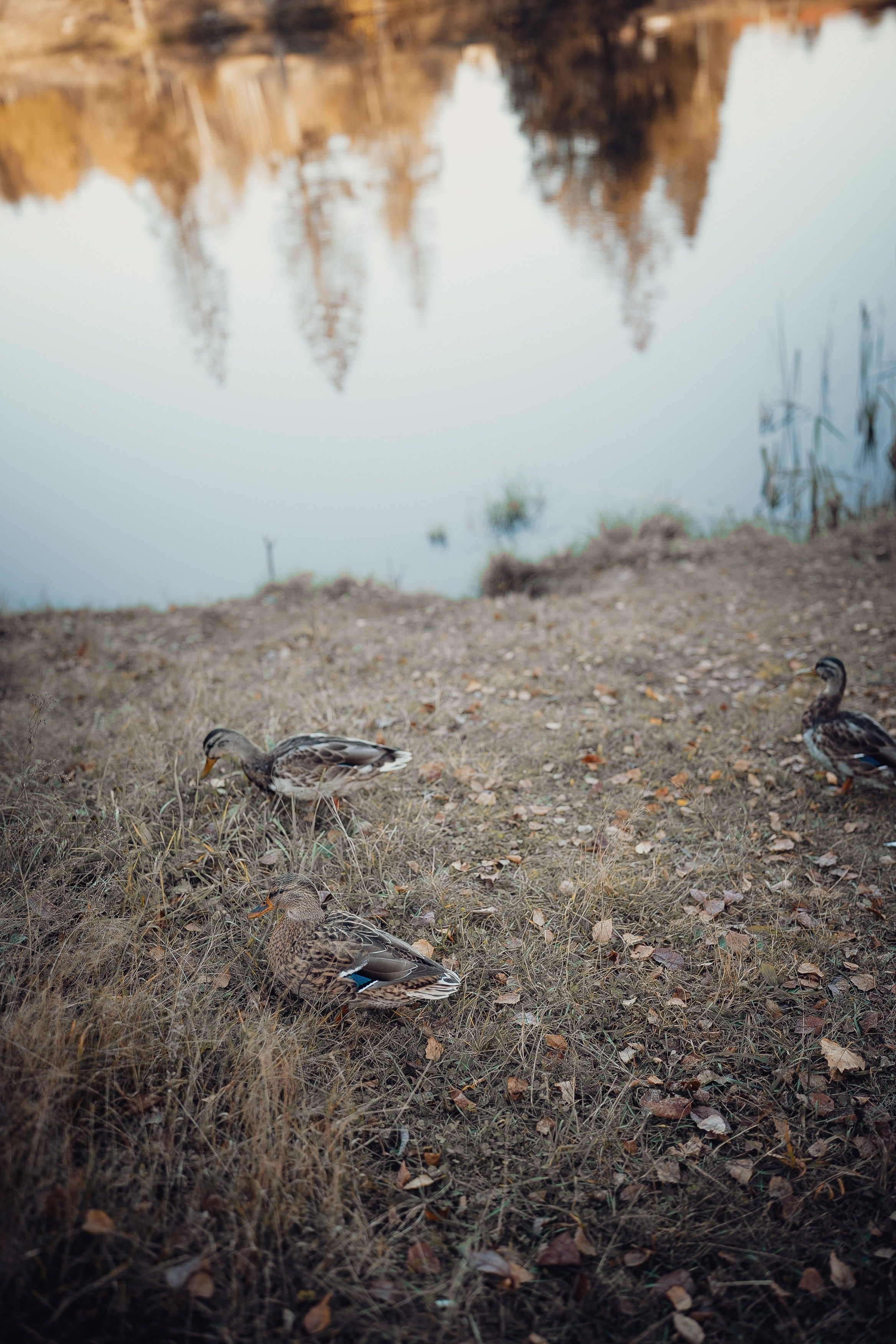 Дарья. Фотограф Пермь | Юлия Арт