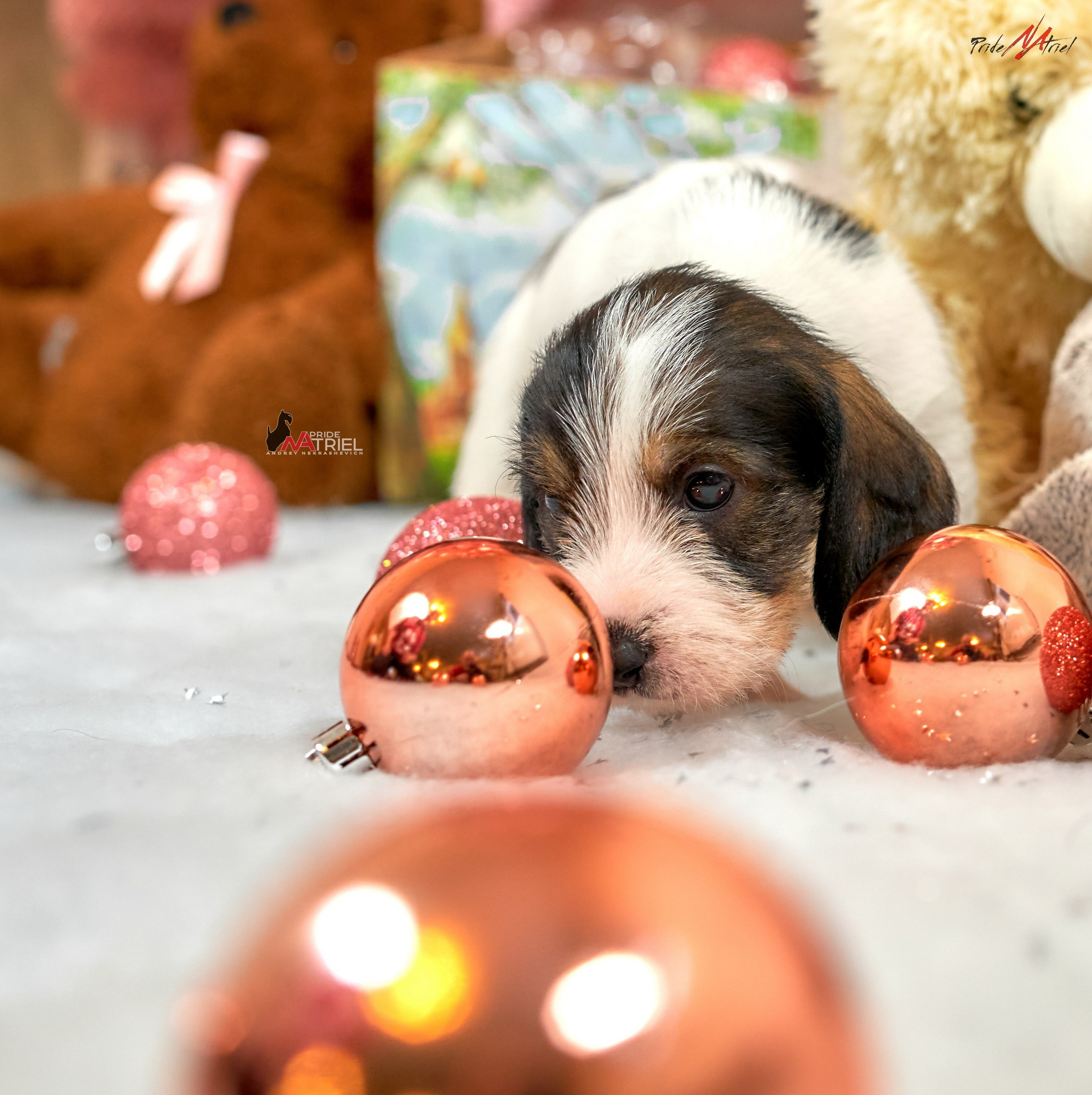 Щенки дома — галерея NATRIEL