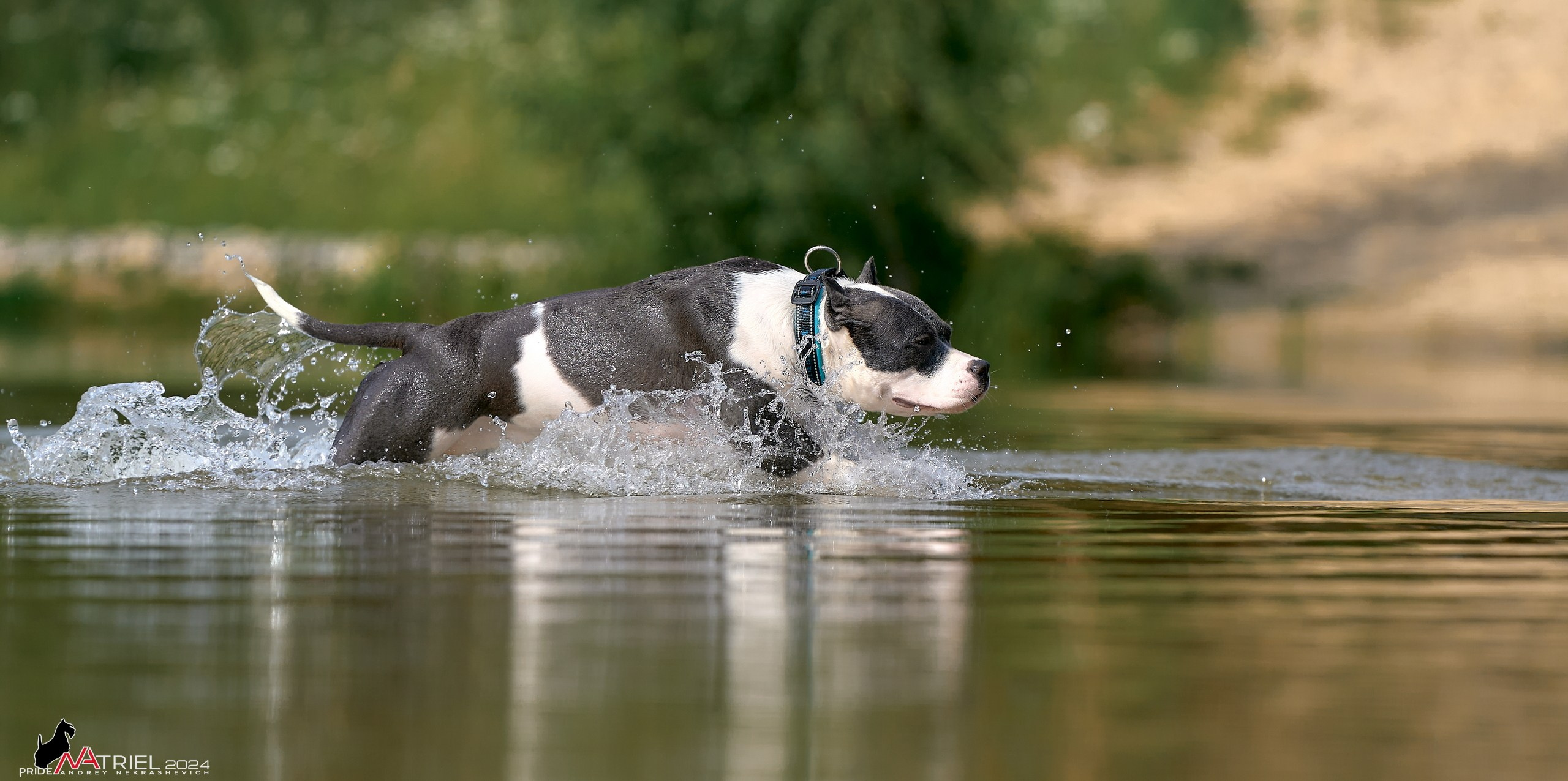 Фотопрогулка с булли