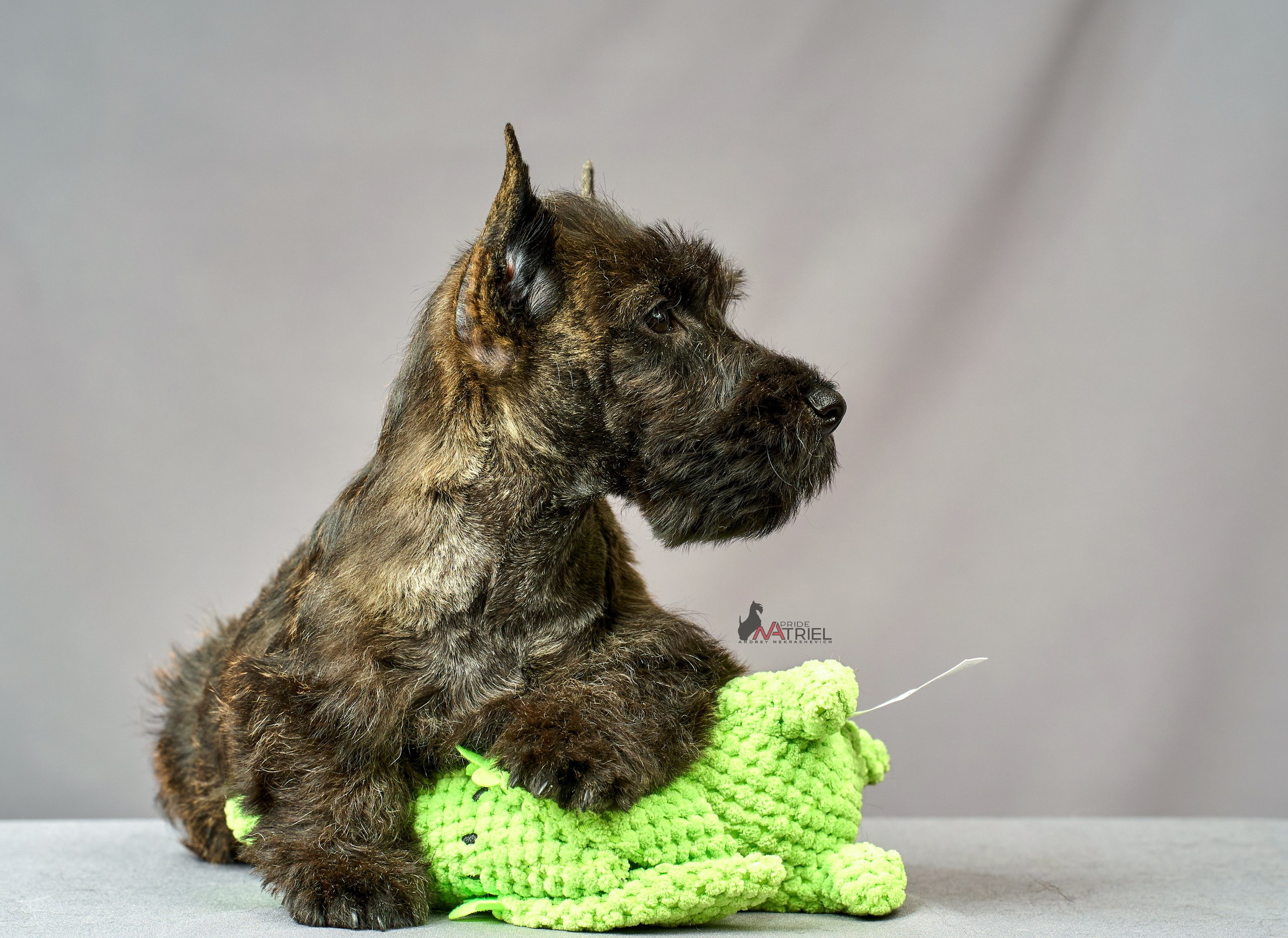 Съемка щенков скотч-терьеров