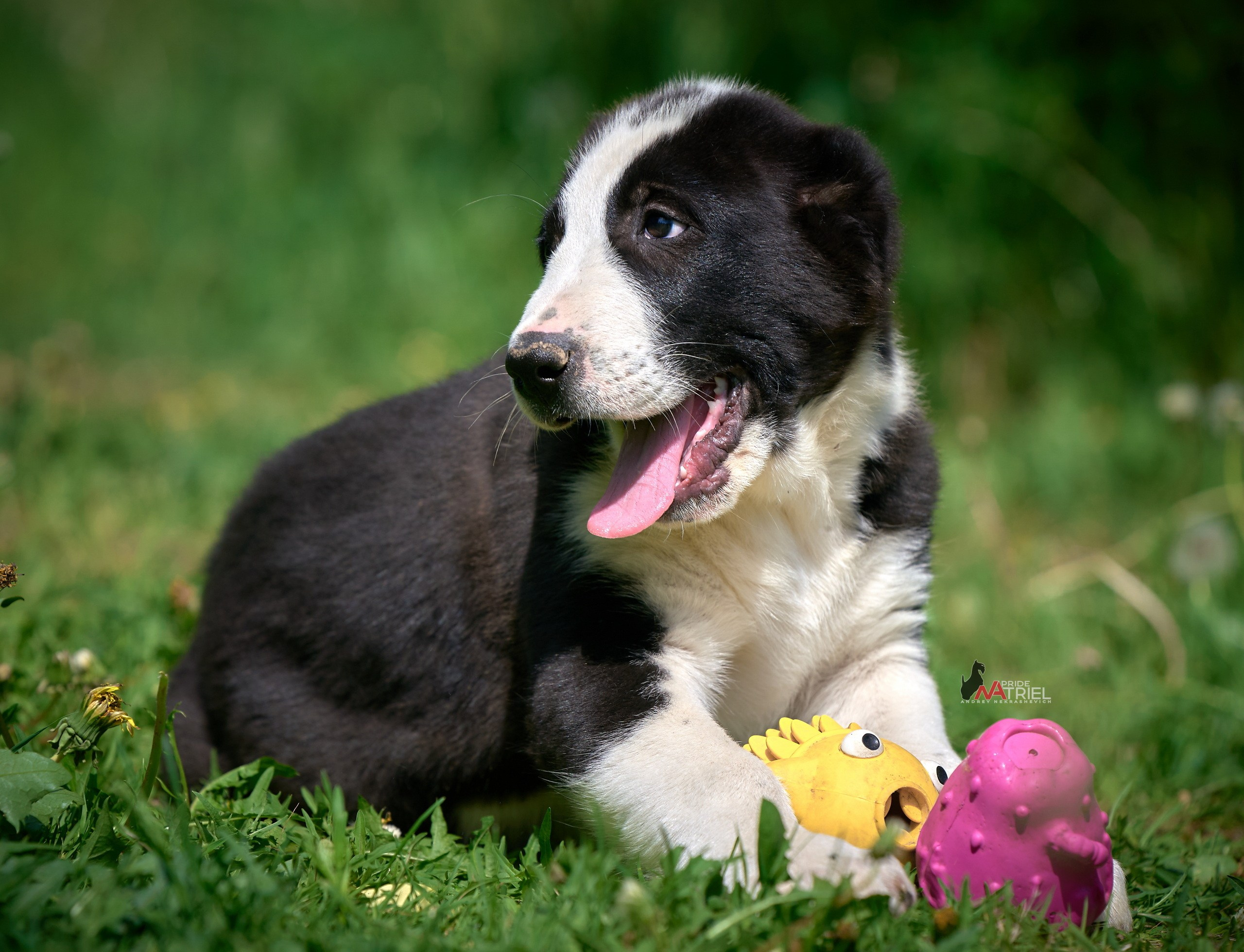 Щенки на прогулке — галерея NATRIEL