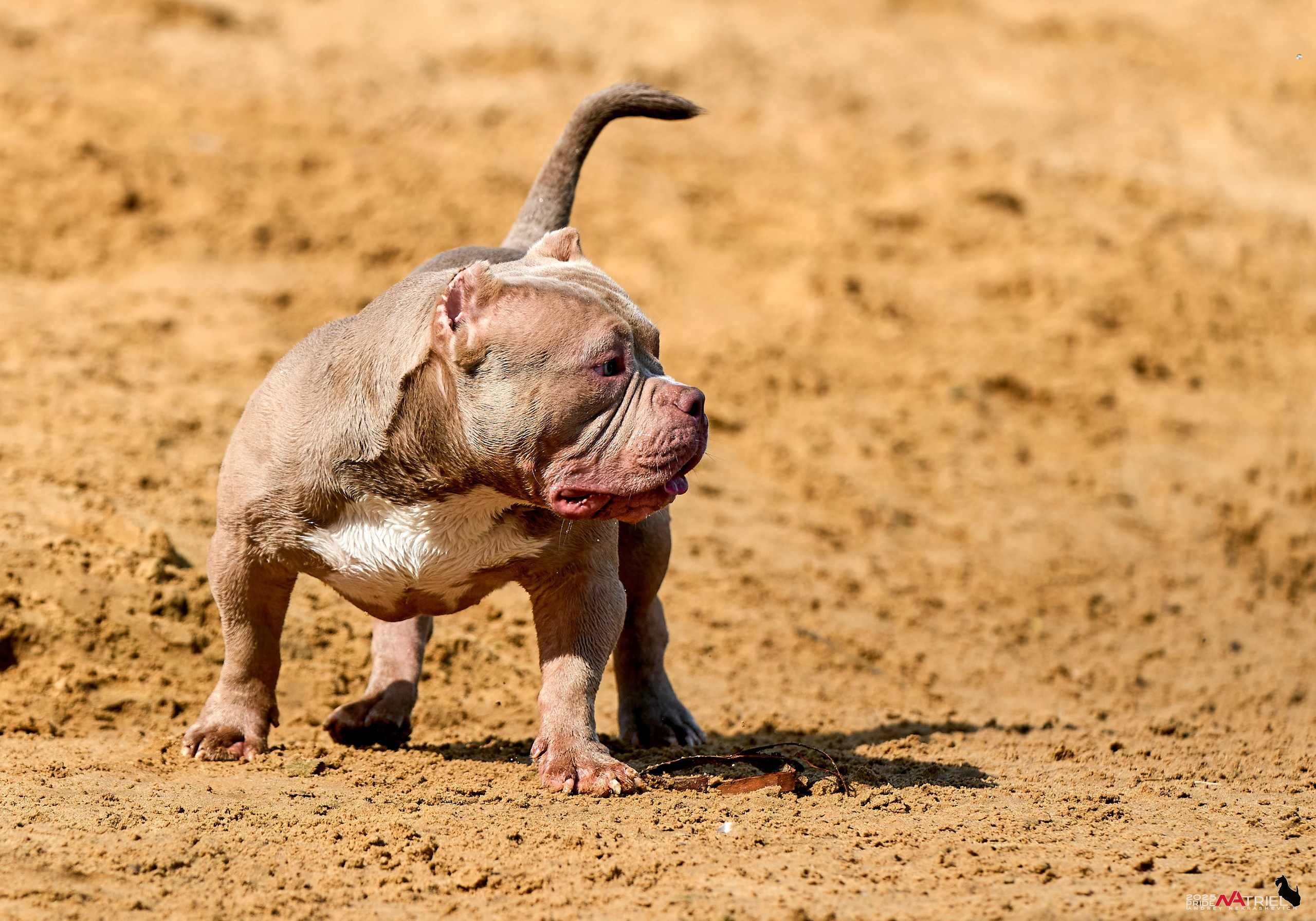 Съемка собак породы булли на природе