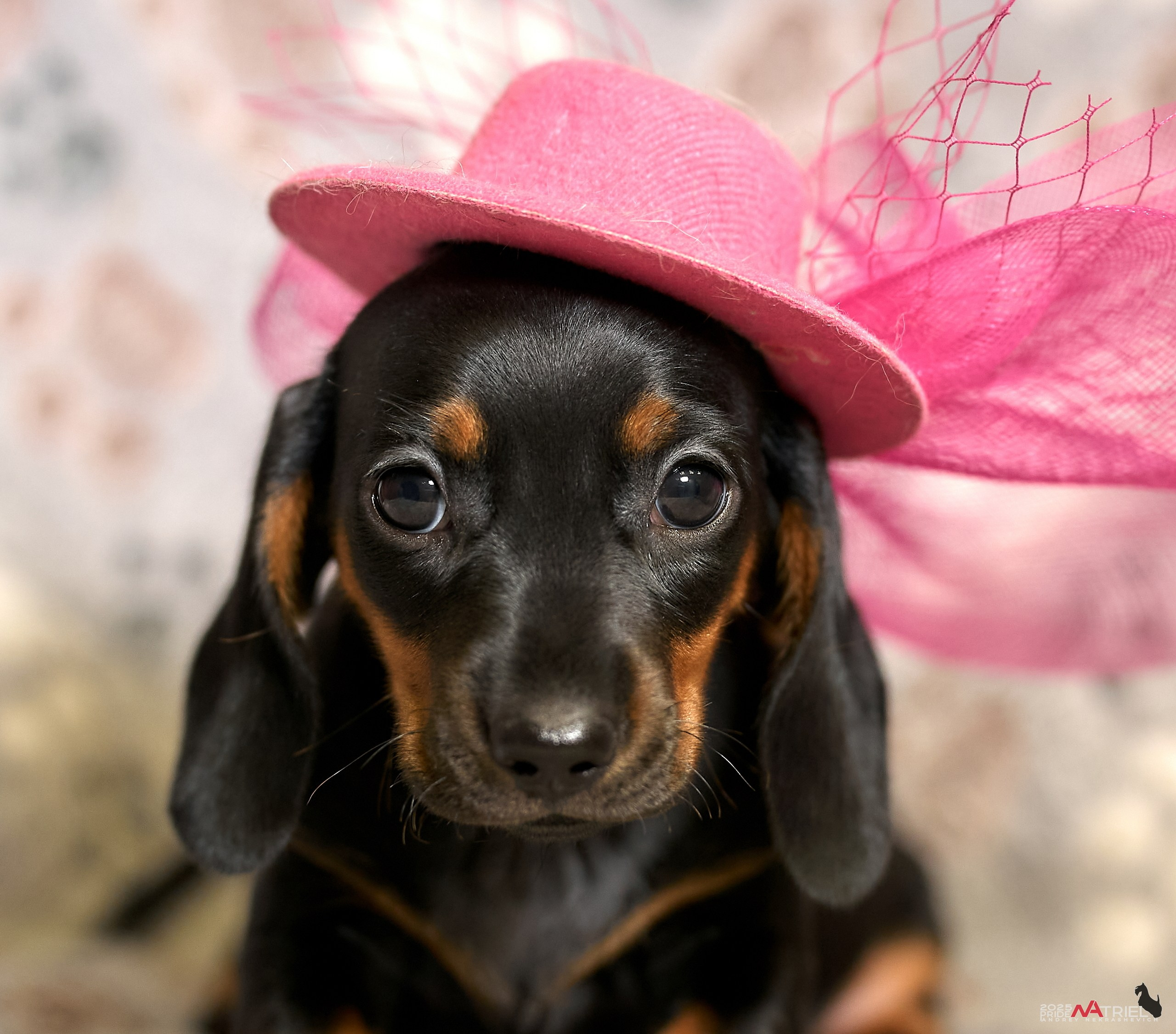 Щенки дома — галерея NATRIEL