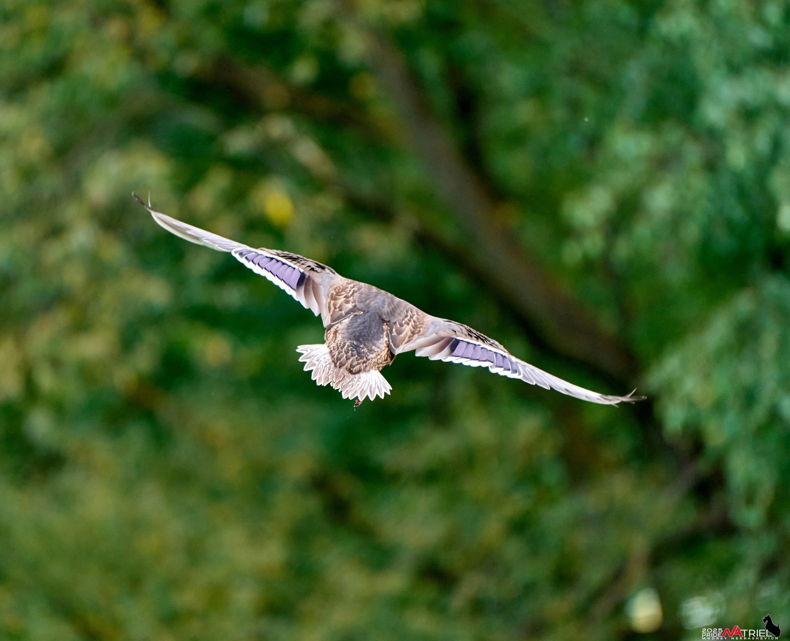 Утки на пруду