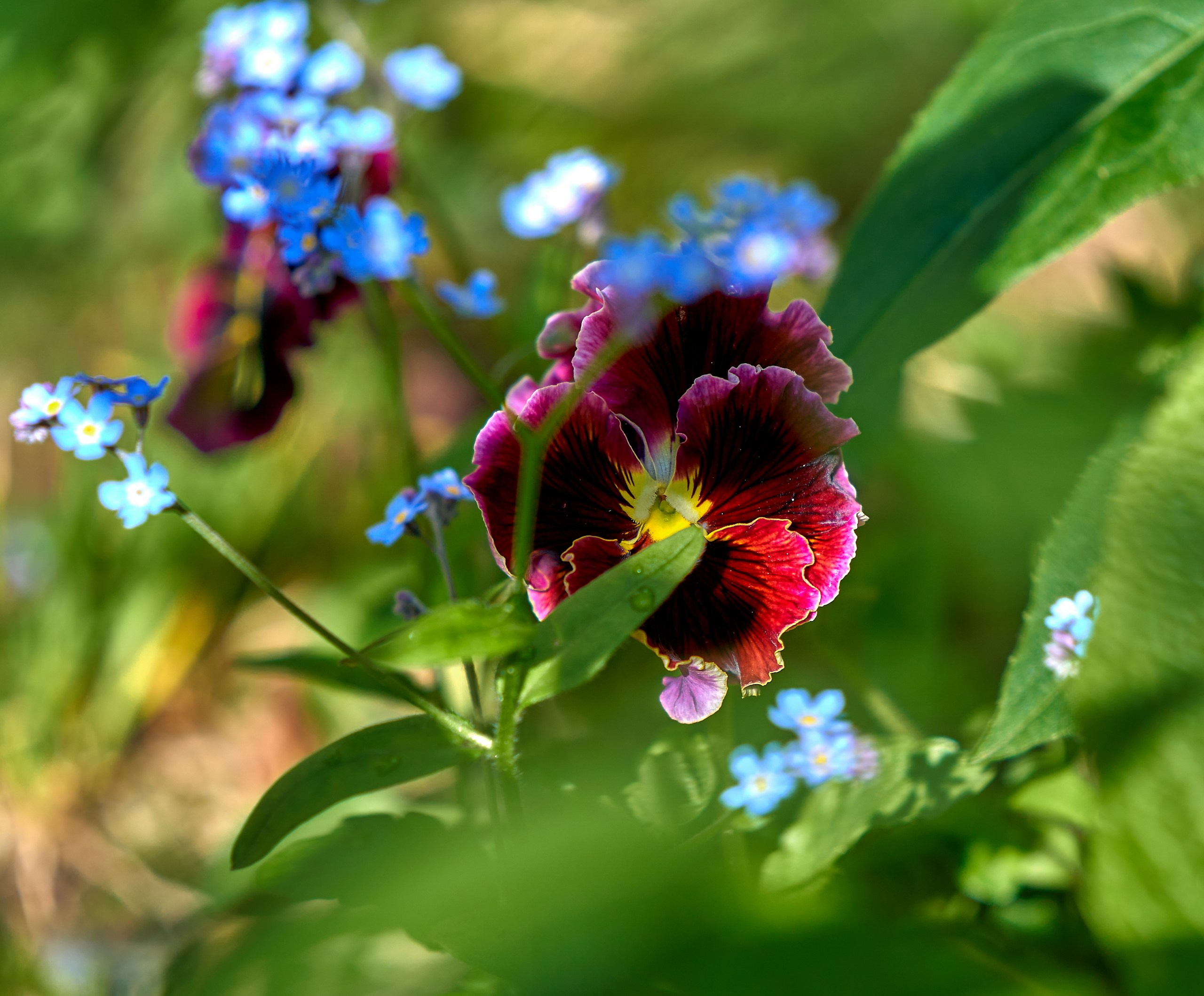 Лютики-цветочки — галерея NATRIEL
