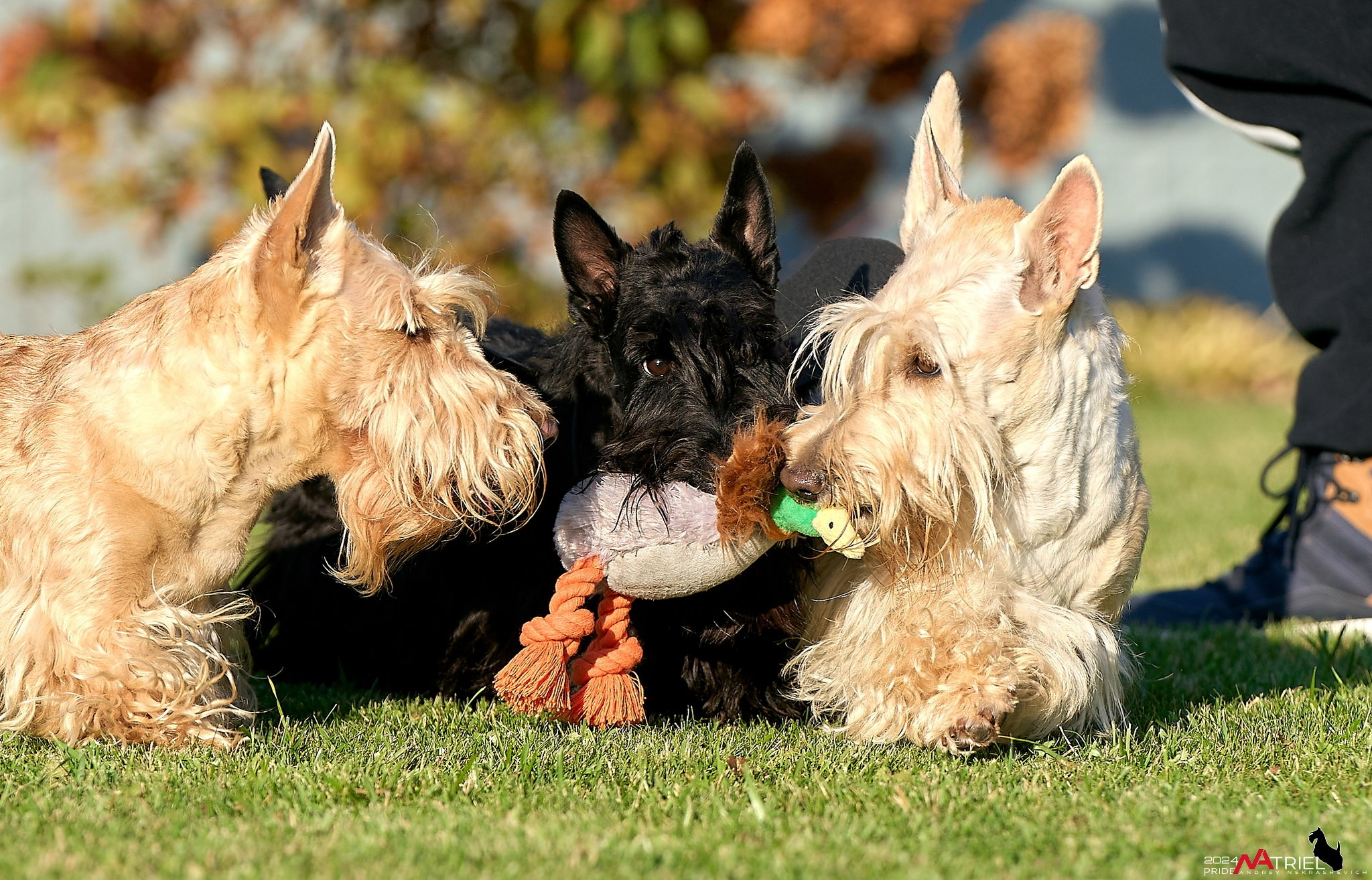 Репортаж со встречи питомника