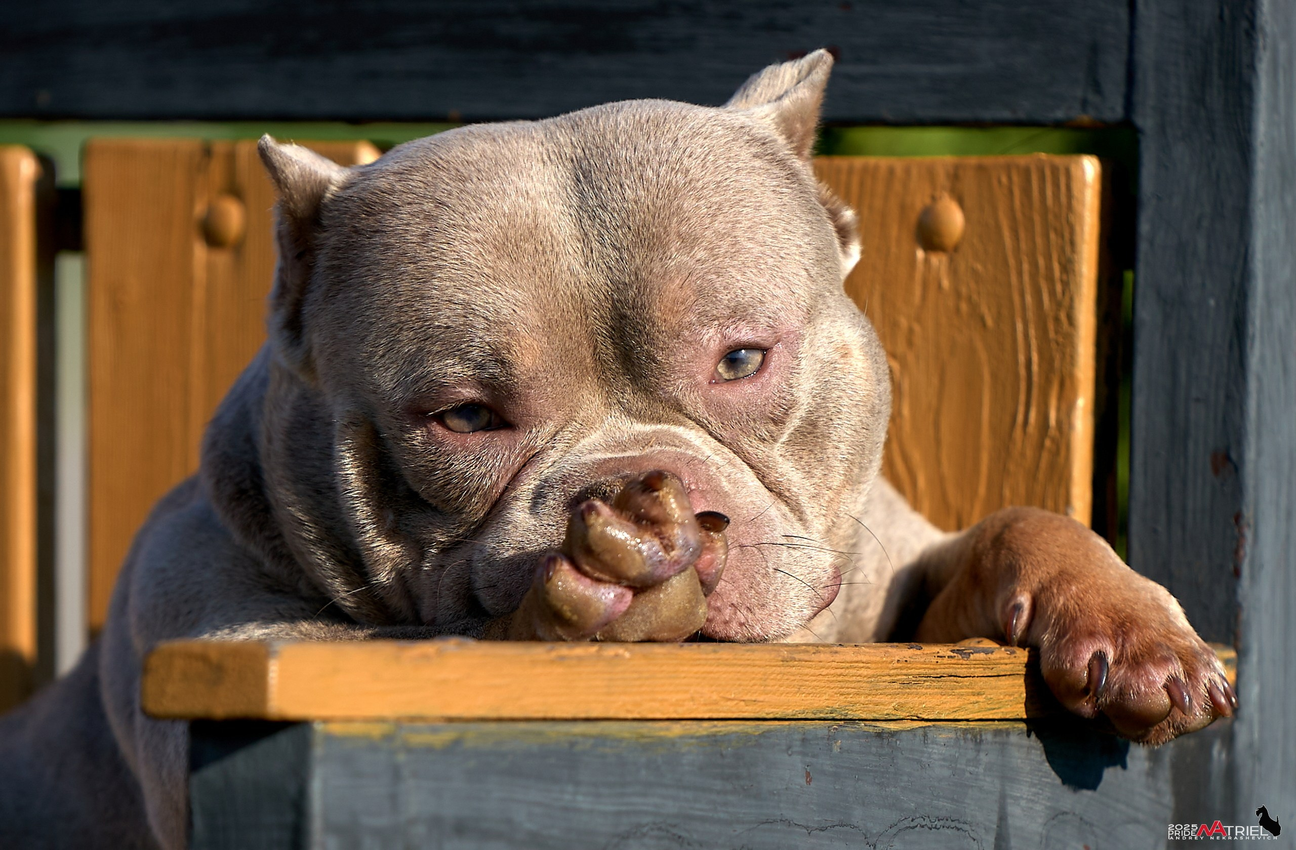Съемка собак породы булли на природе