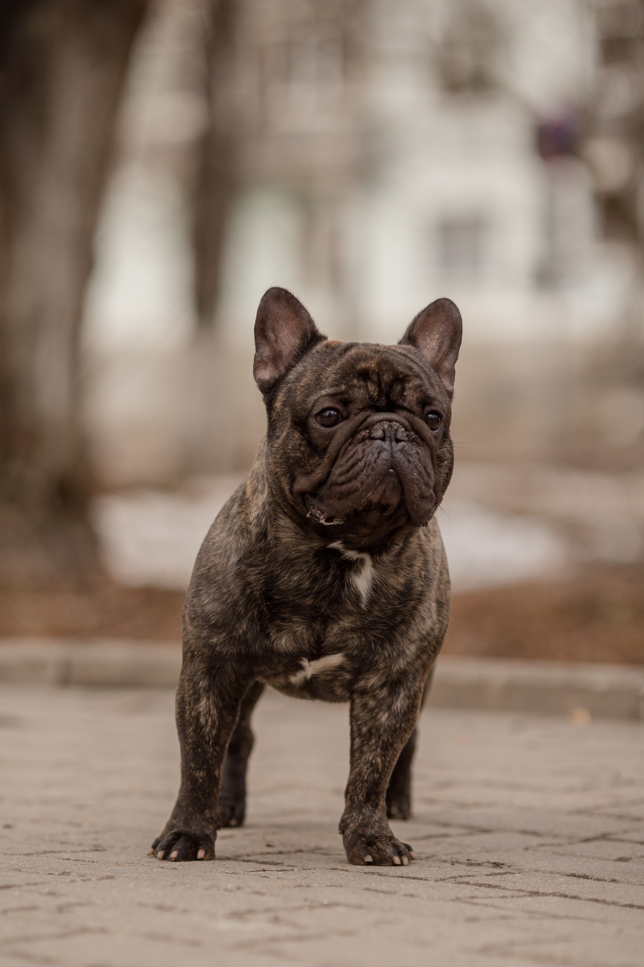 Фото французского бульдога