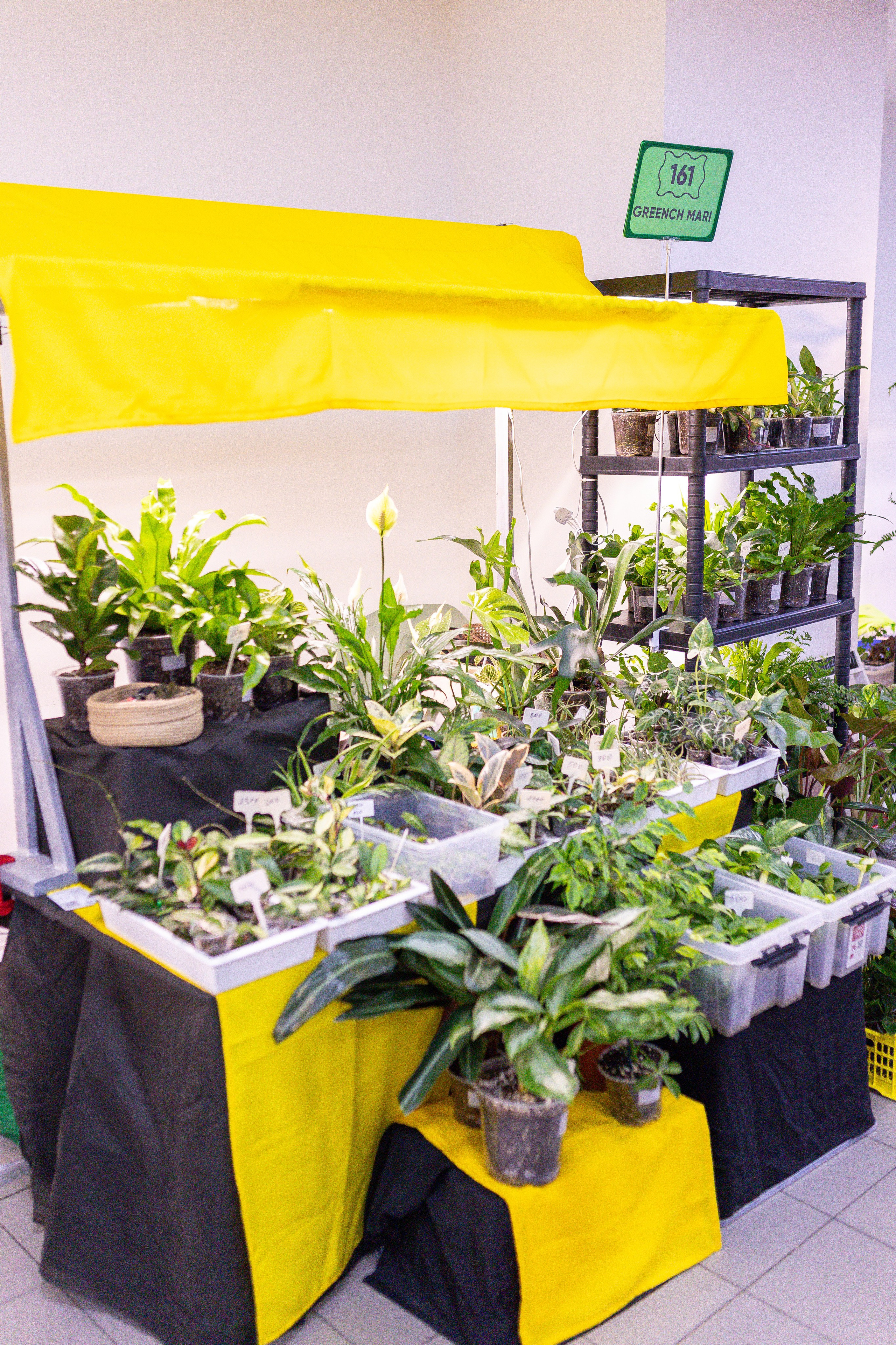 Орхидиум май 2025. Александра Куликова фотограф, Москва